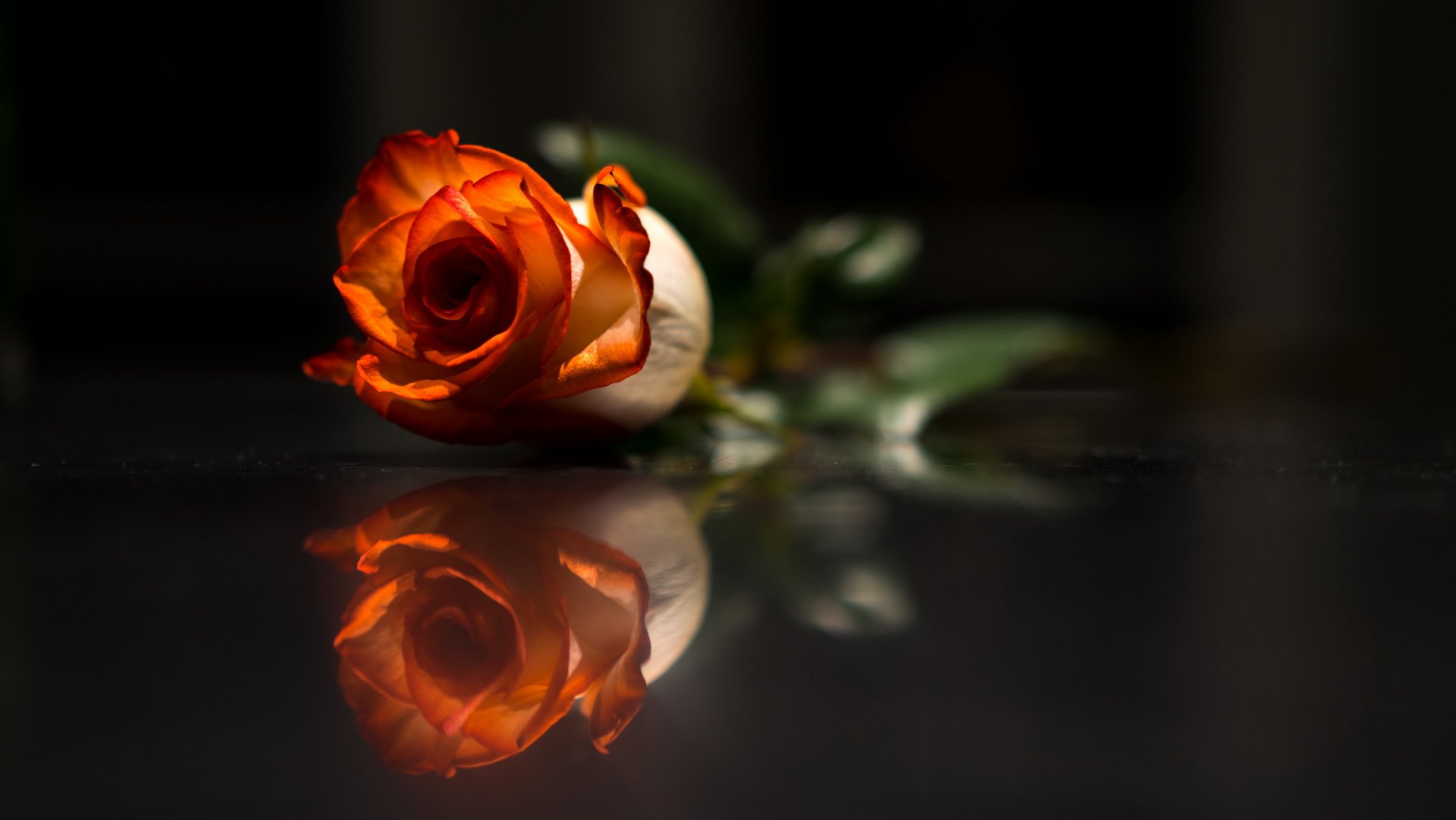fiore rosa sfondo