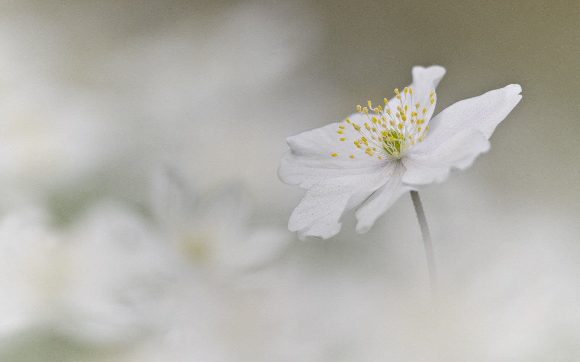 blume weiß anemone hintergrund