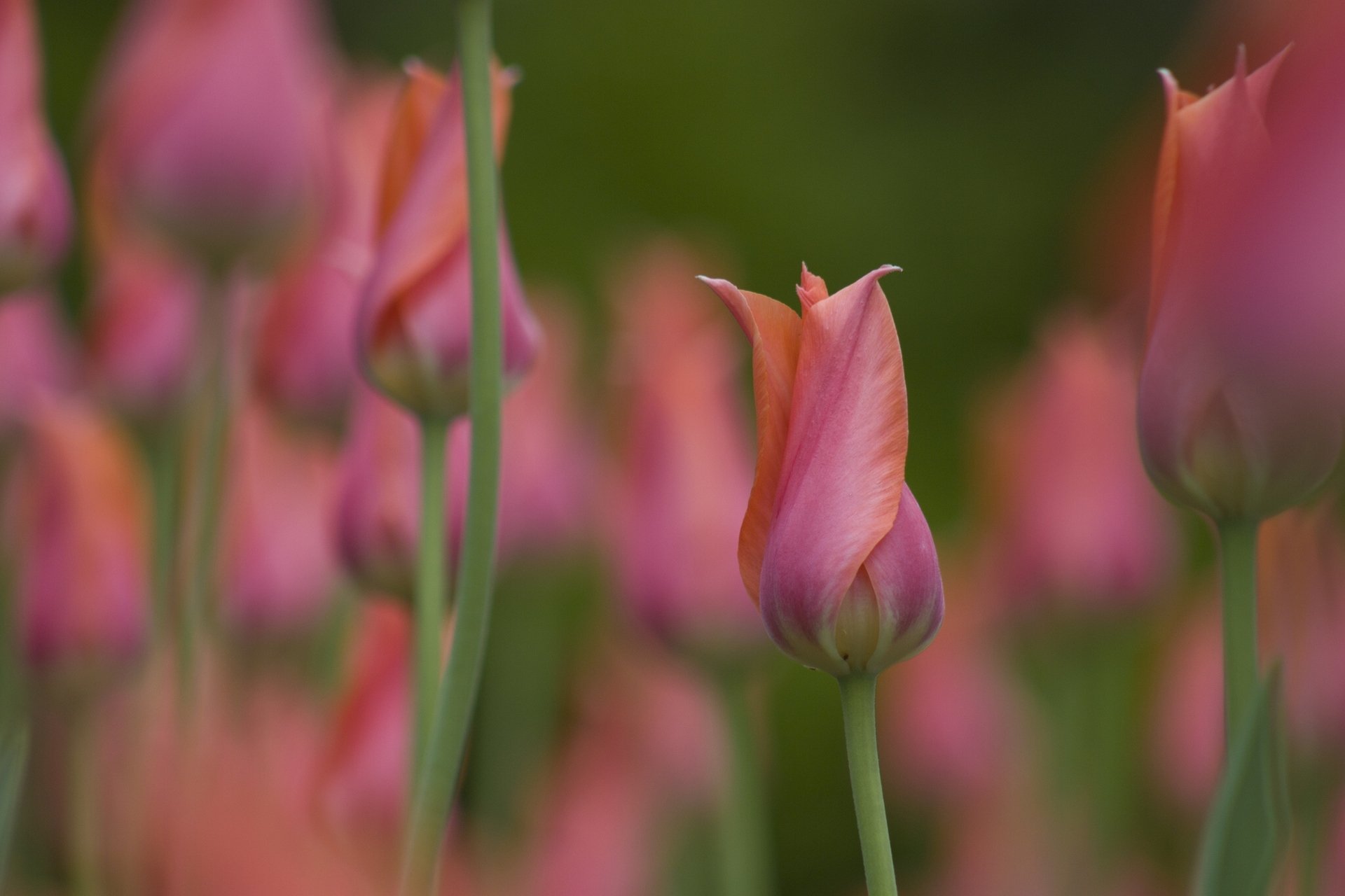 tulipany bud makro