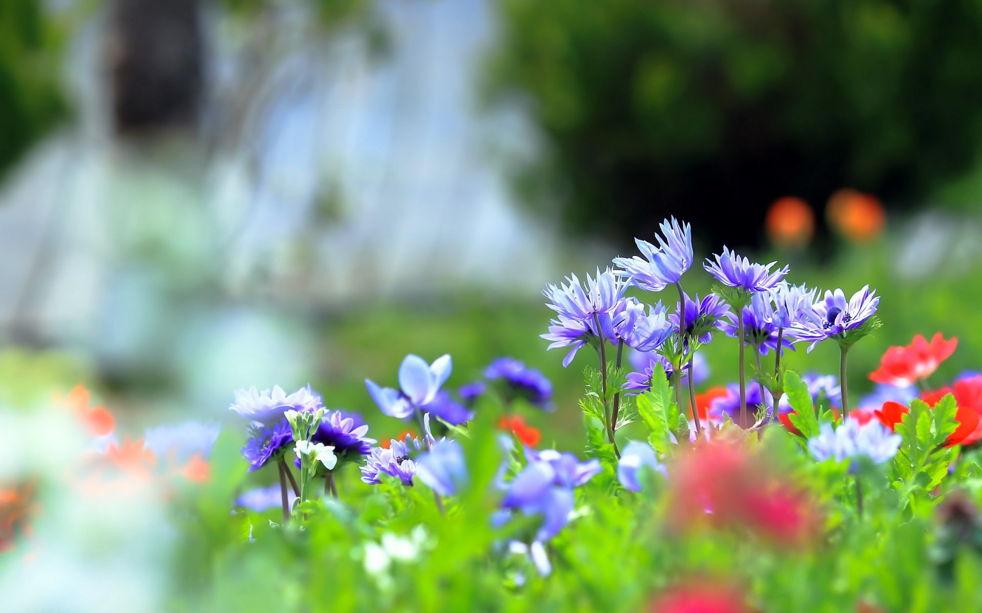 fiori natura estate