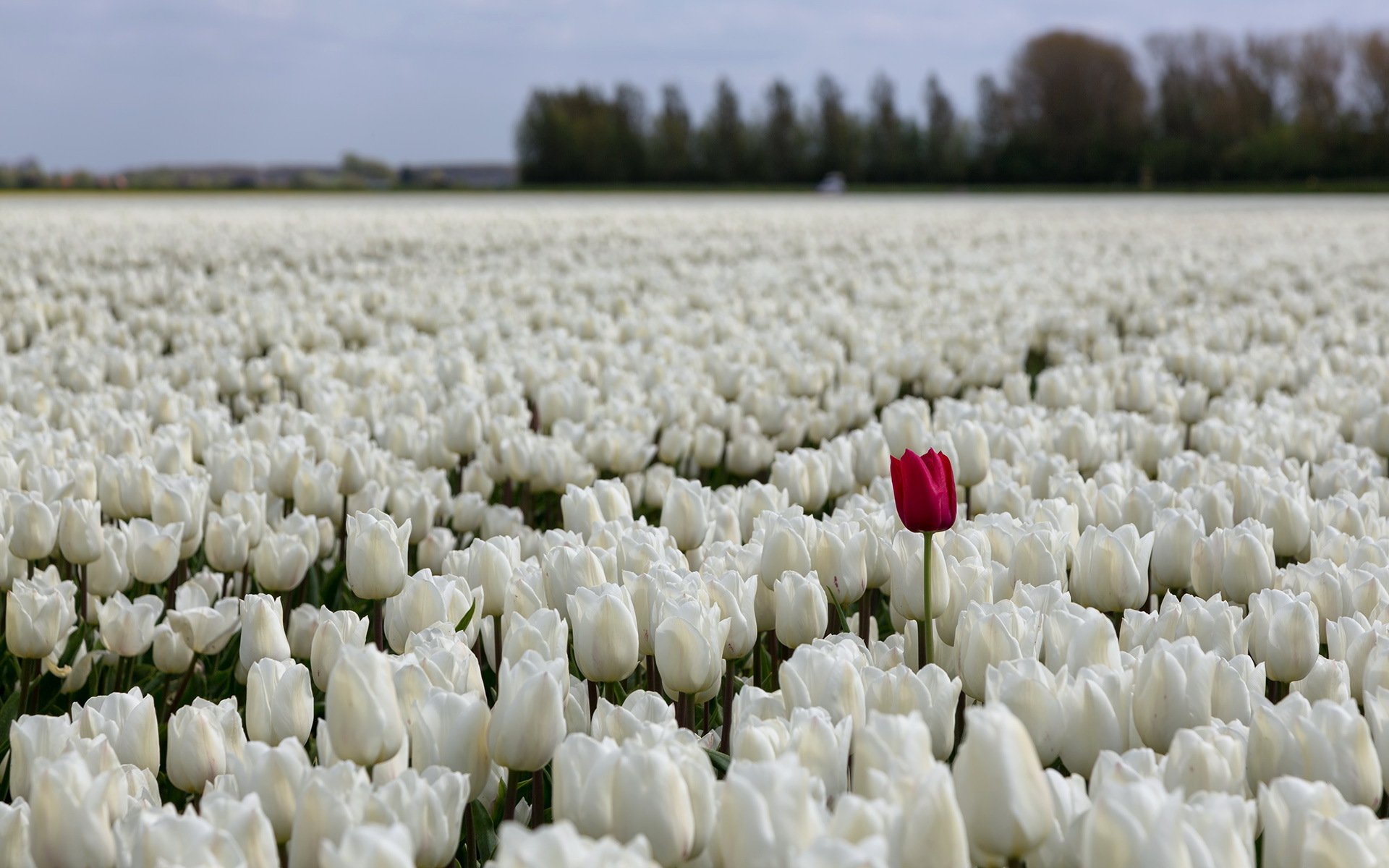 flores tulipanes campo naturaleza