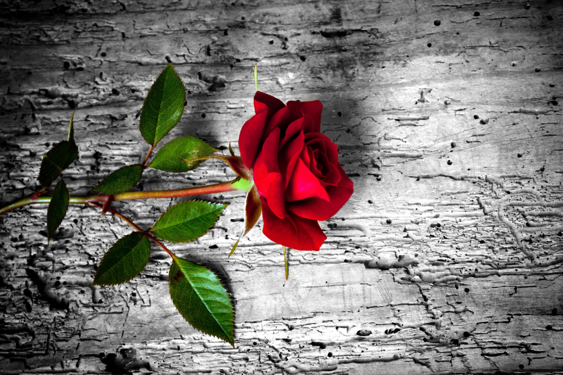 rot stieg baum rose blume