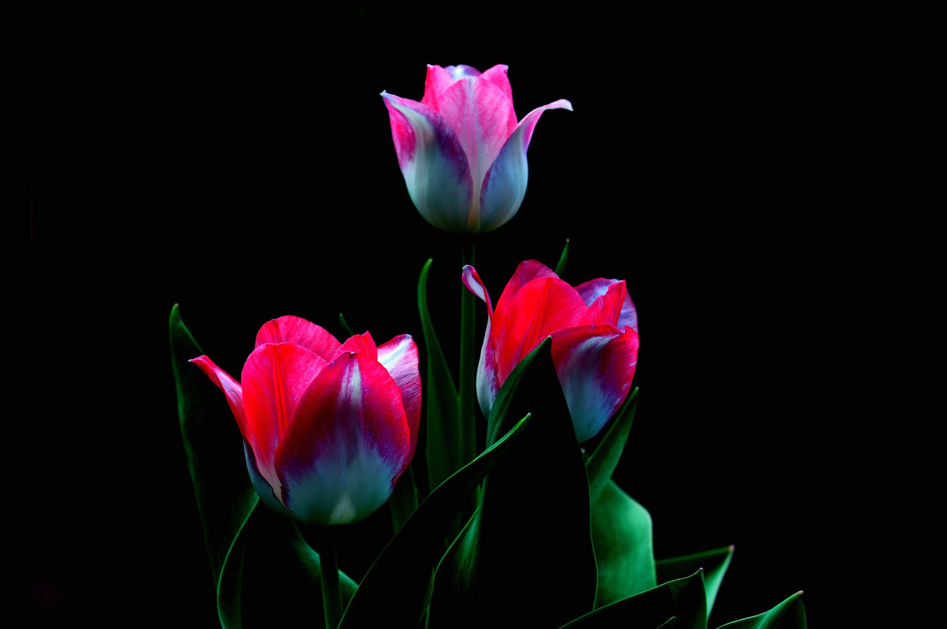 tulips petals the stem leaves nature close up background
