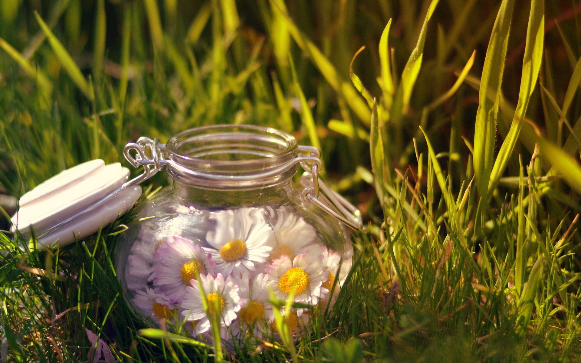 pot fleurs nature