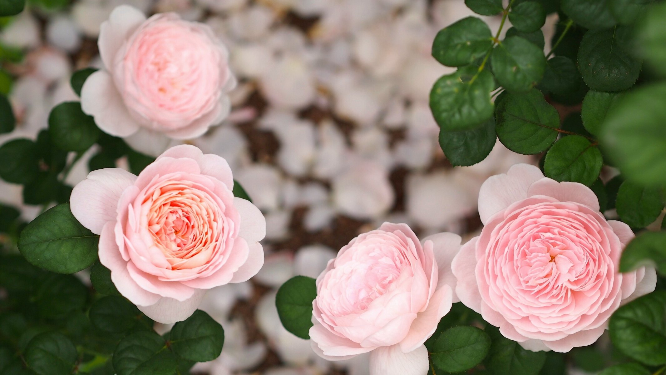 roses bourgeons feuilles