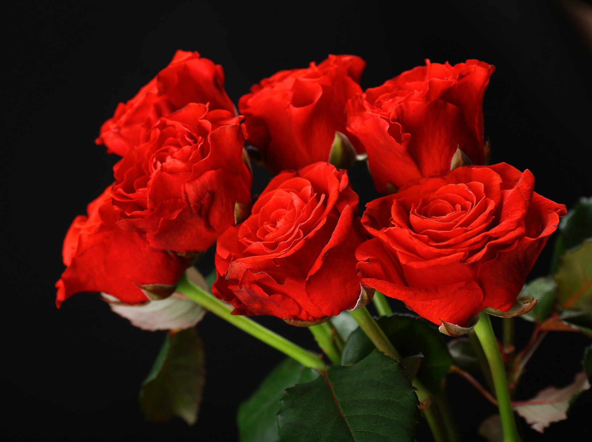 rojo rosas flores ramo