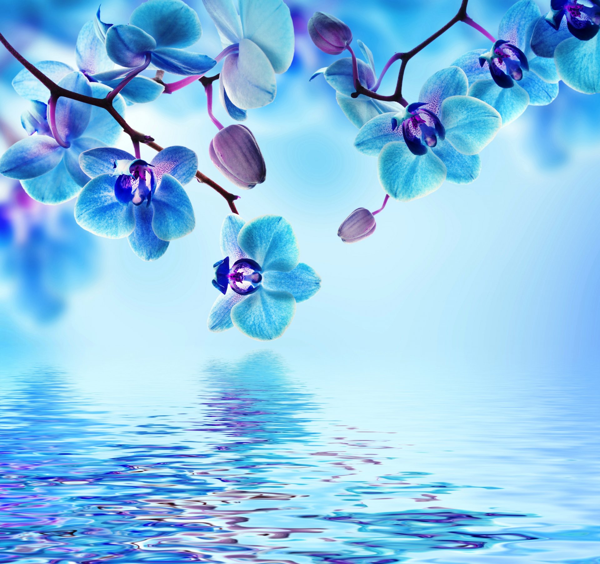 orchidee blau wasser reflexion blumen blüte