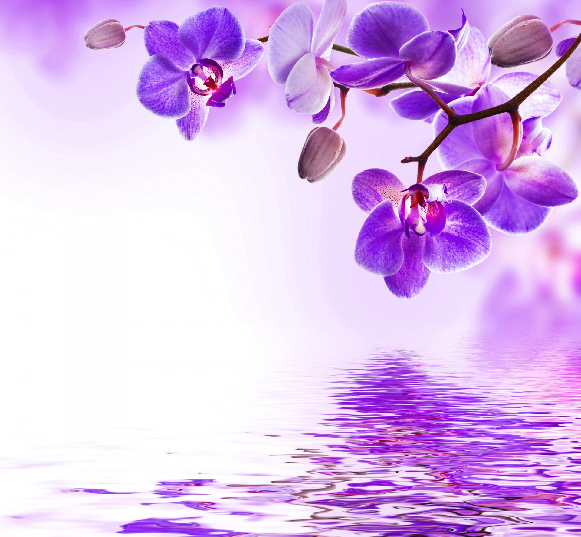 orchidée violet eau réflexion fleurs floraison