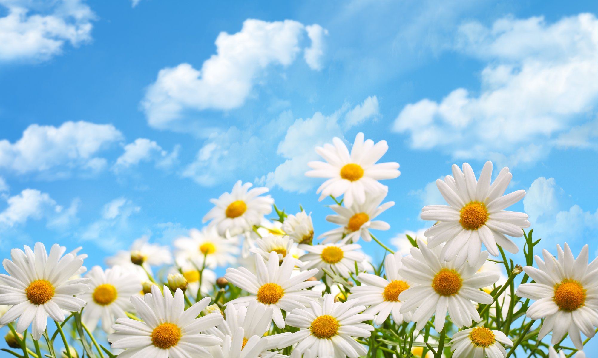 nature clouds flower chamomile