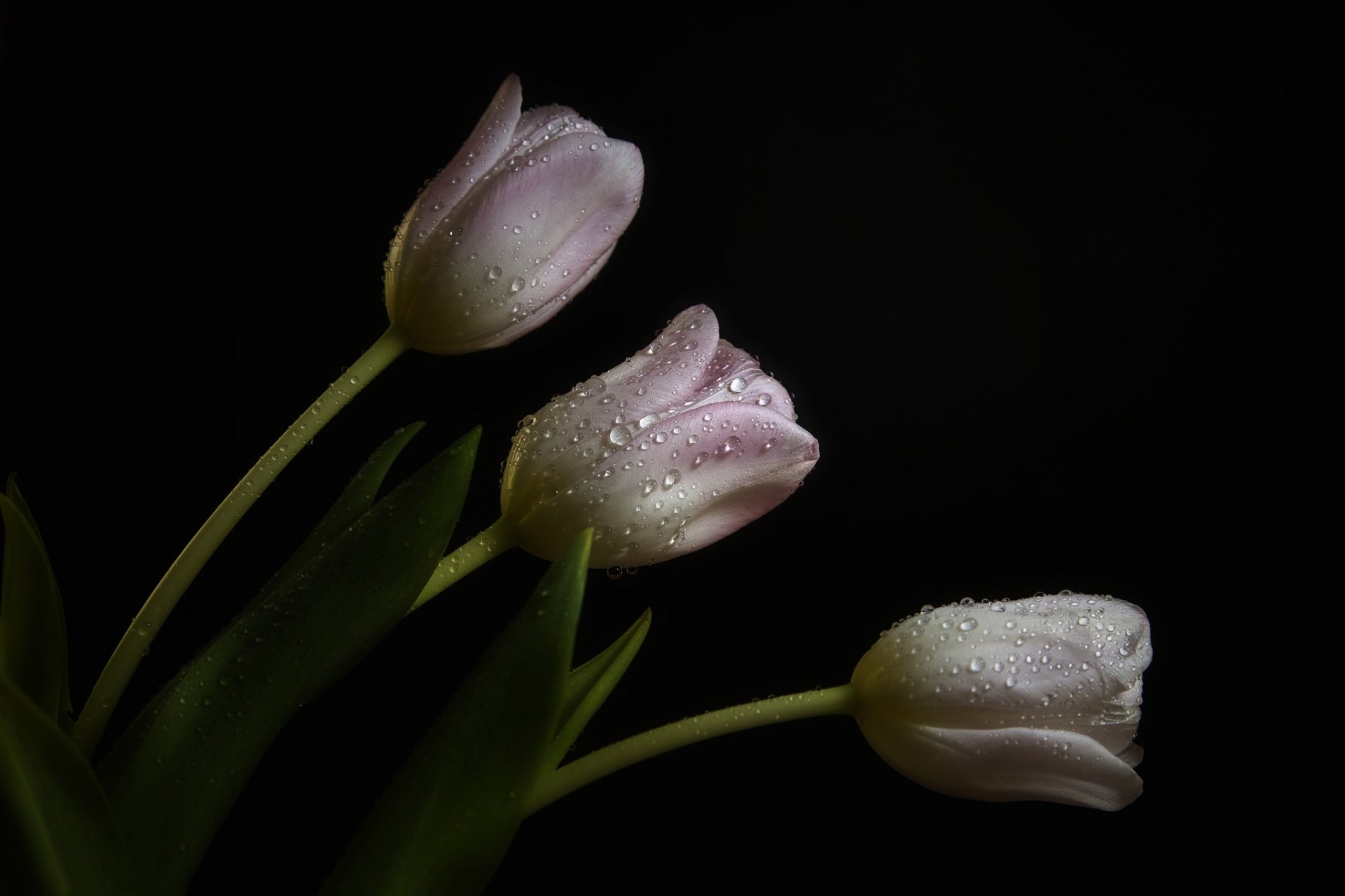tulipes rose pâle gouttes rosée fond sombre