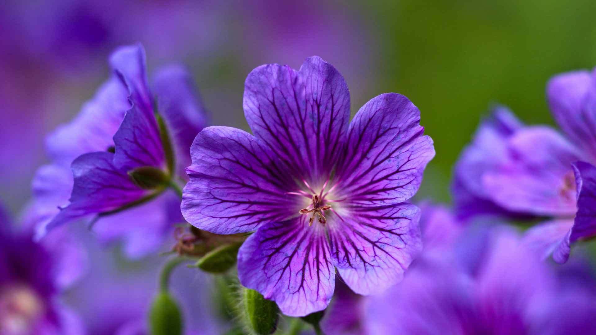 geranium forest forest geranium crane forest geranium flowers purple