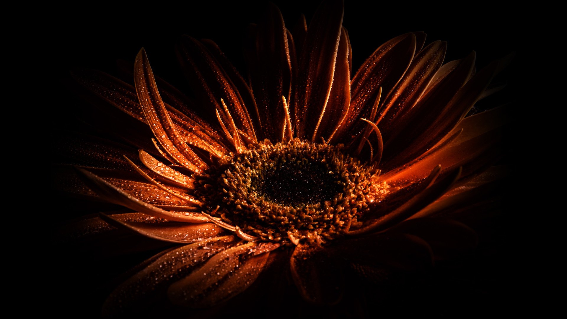 drops drop red macro orange light shadows shadow color colors bloom color flower flowers black