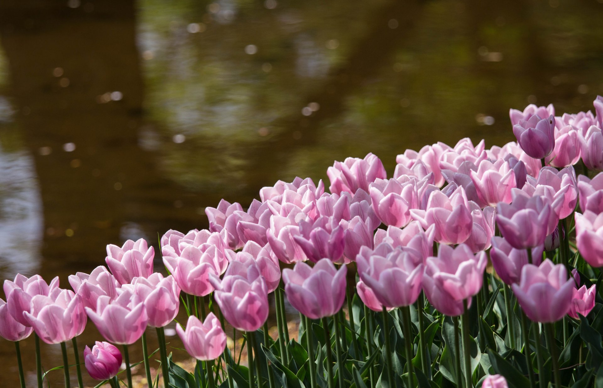 tulipany różowe płatki kwiaty park staw brzeg pasemka