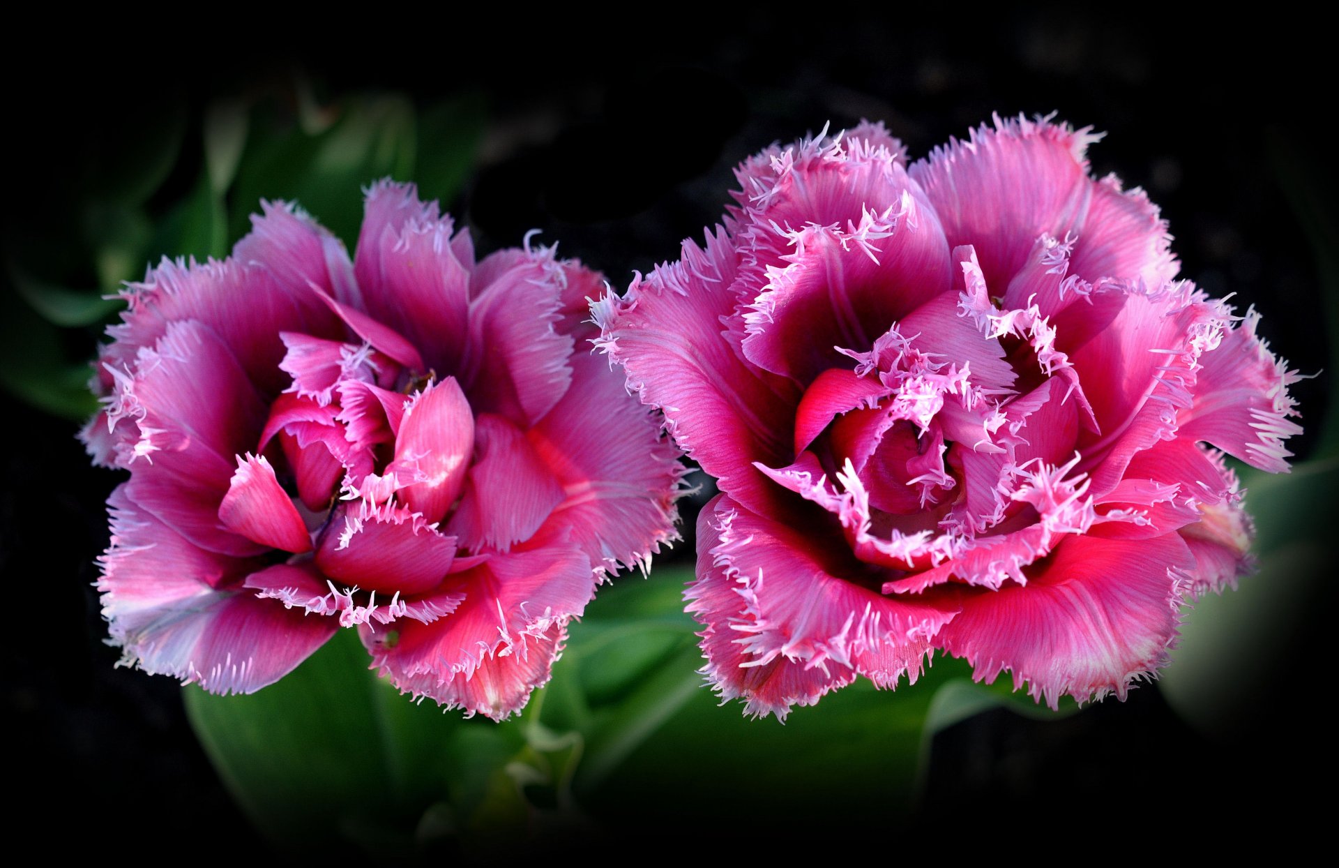 roses petals close up leaves background the pair