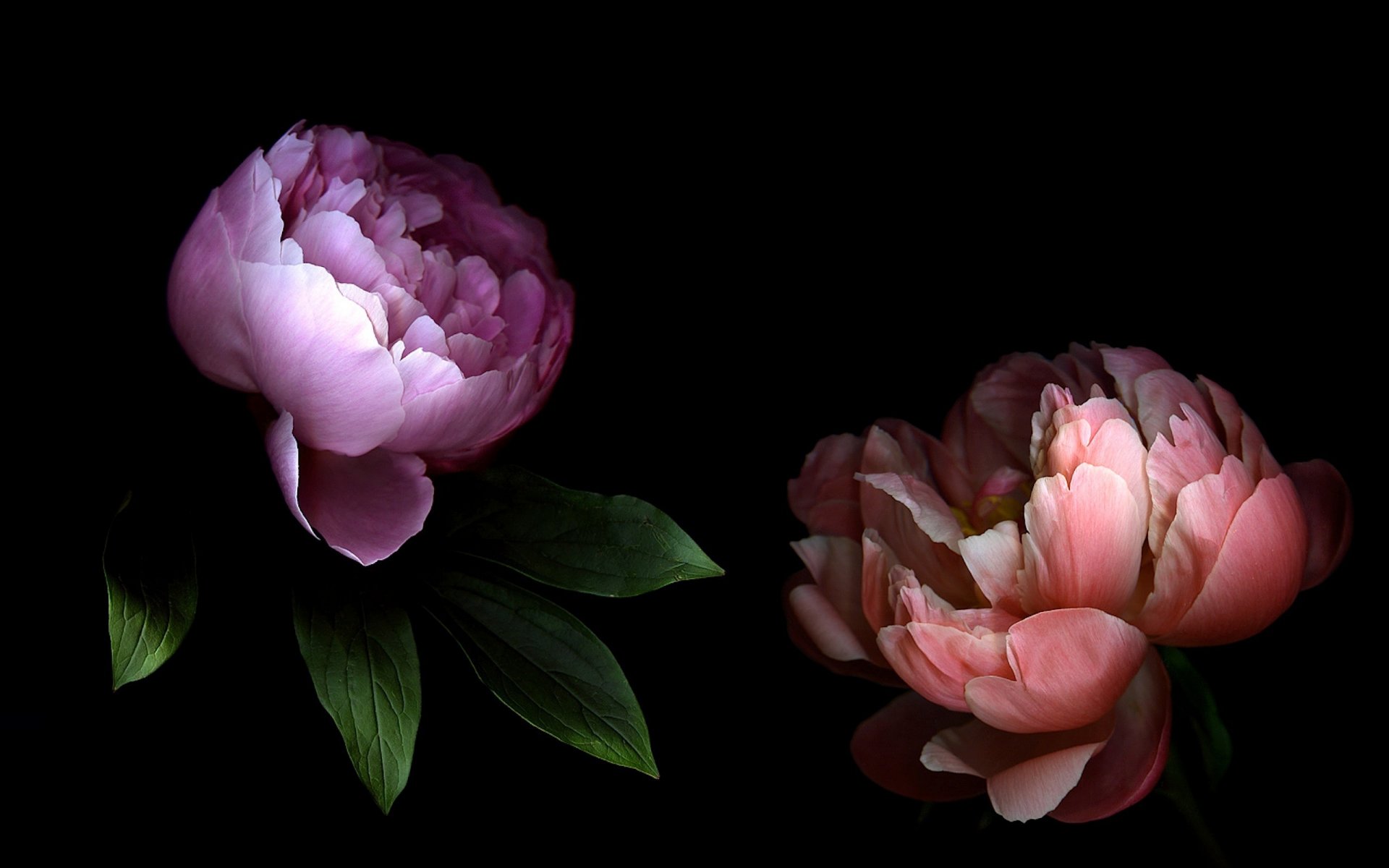 peony petals the pair light shadow