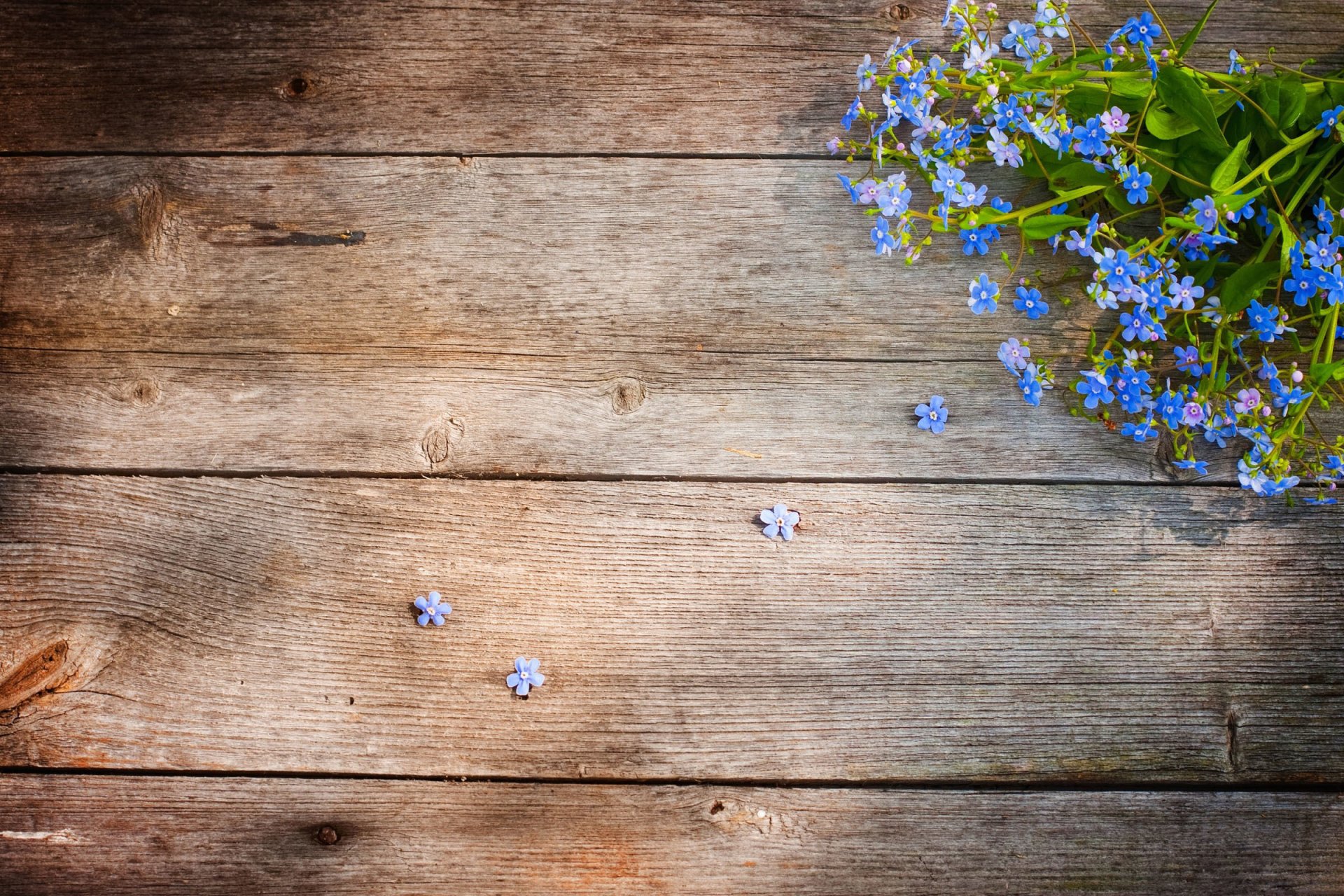 fiori nontiscordardime campo pavimento tavola legno