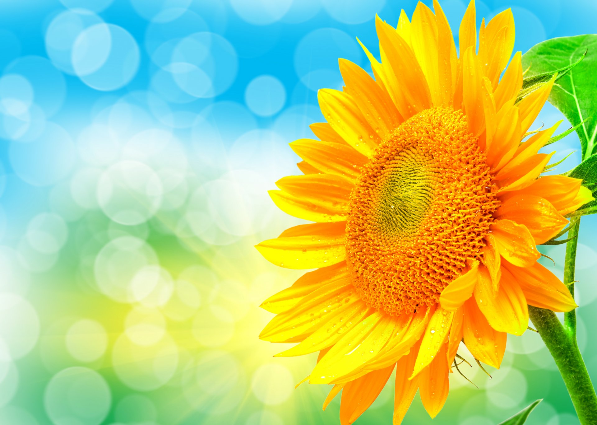 unflower petals light highlight nature