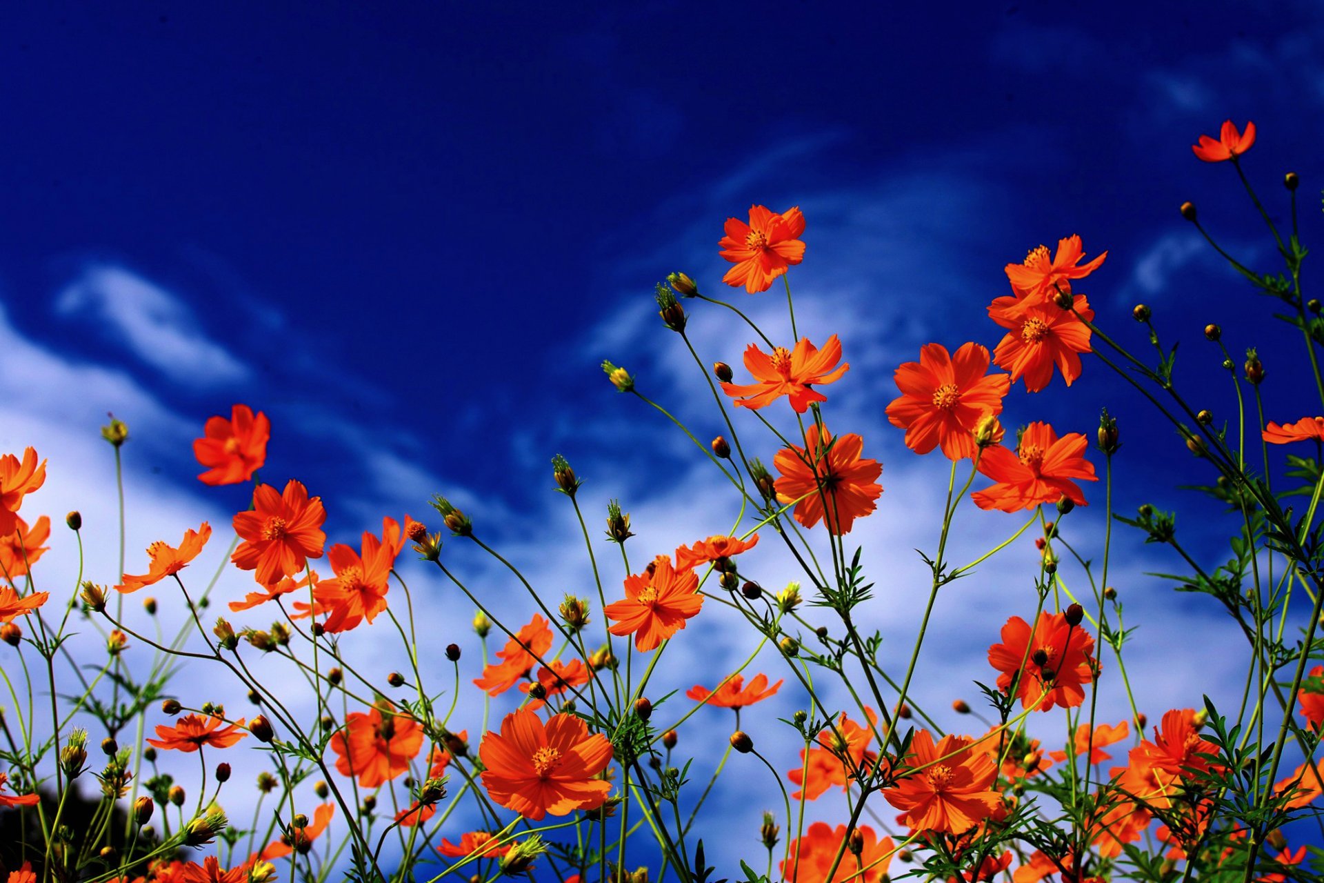 kosmeya petals sky clouds nature