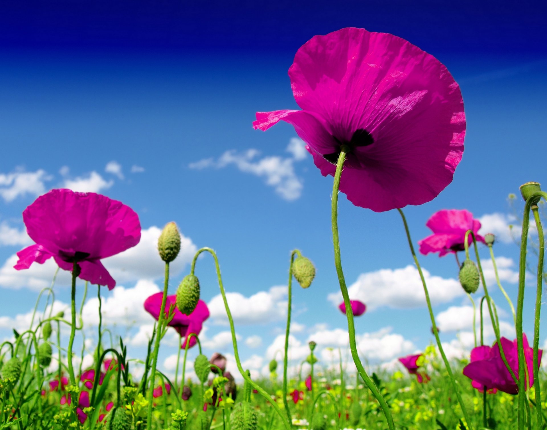 nature ciel nuages champ fleurs coquelicots fleurs sauvages