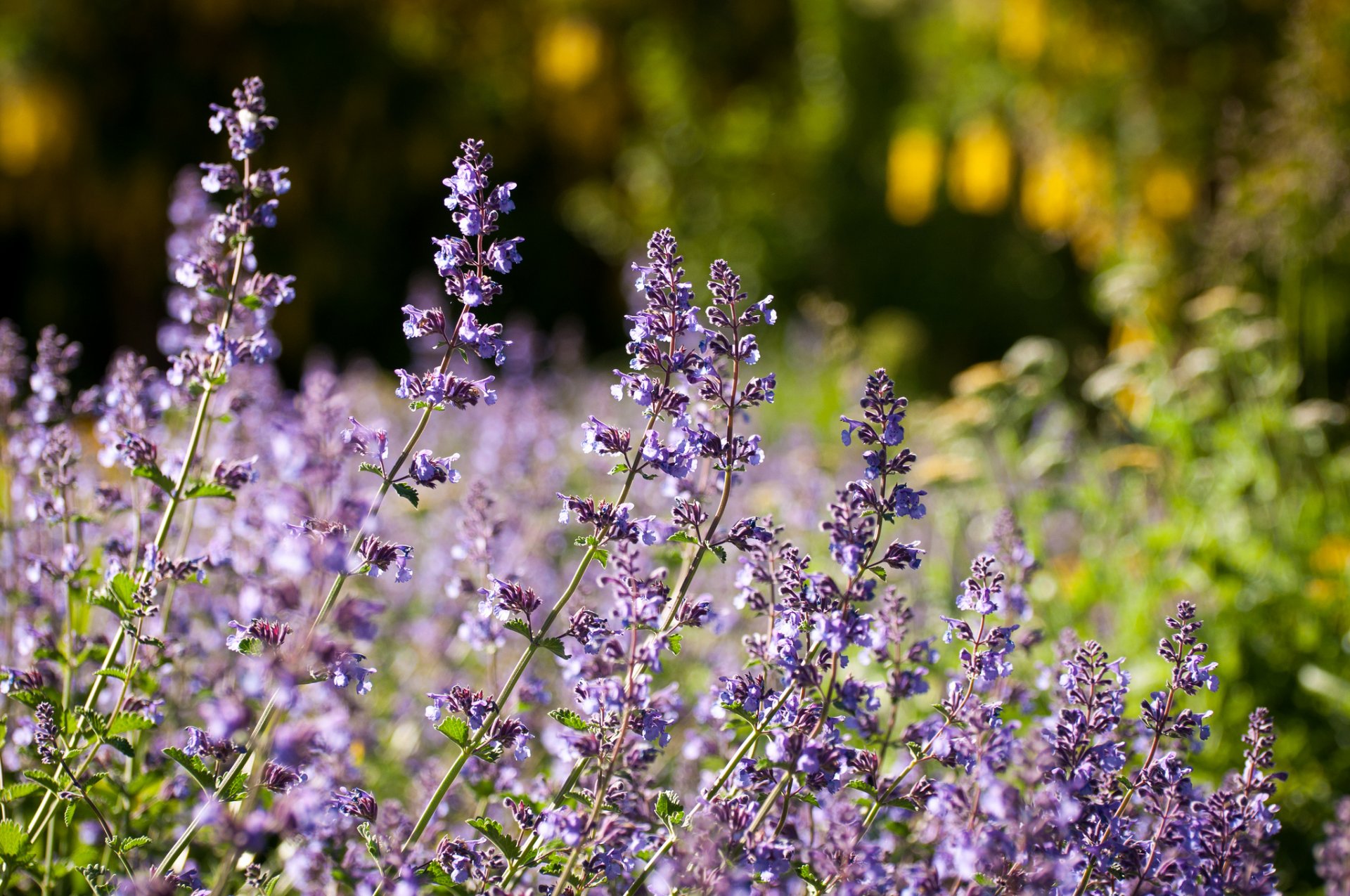 lavendel makro wiese
