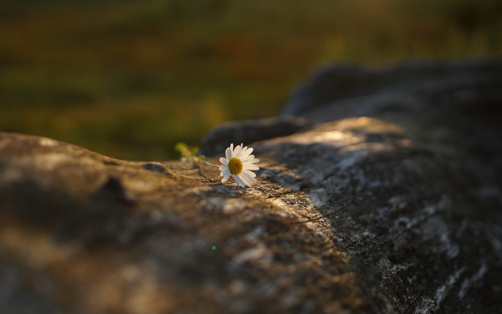 baumstamm blume kamille weiß bokeh