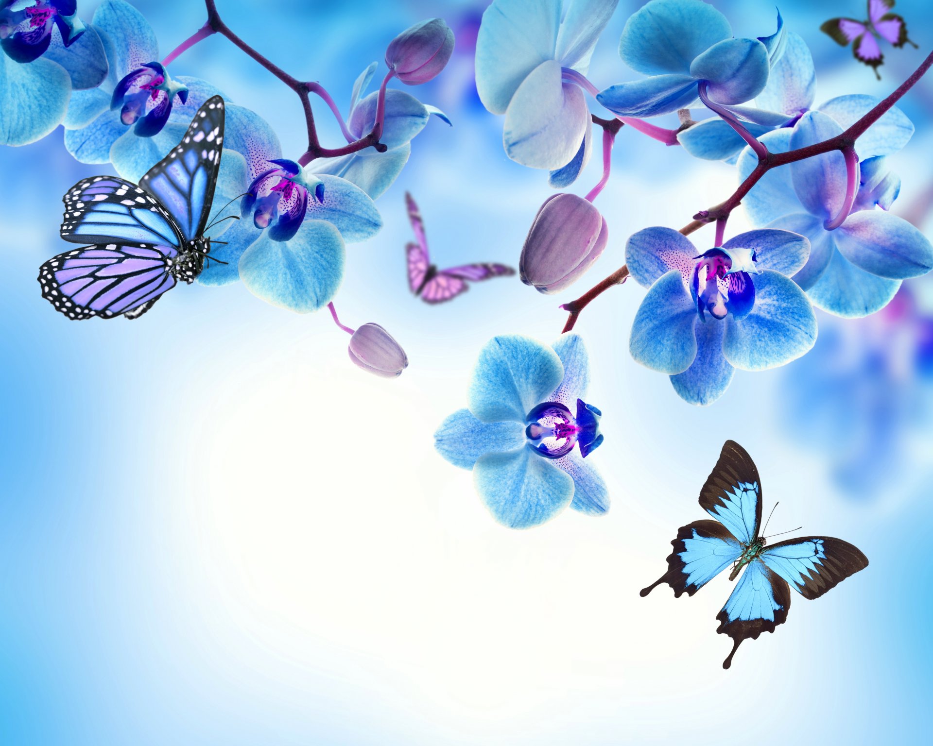orquídea azul flores mariposas mariposas