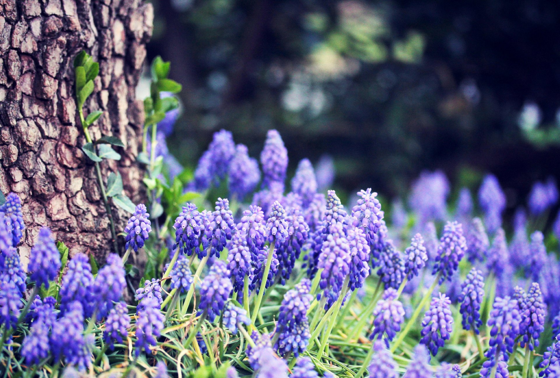 jacinto de uva flores azul hierba bosque árbol tronco corteza bokeh primavera naturaleza