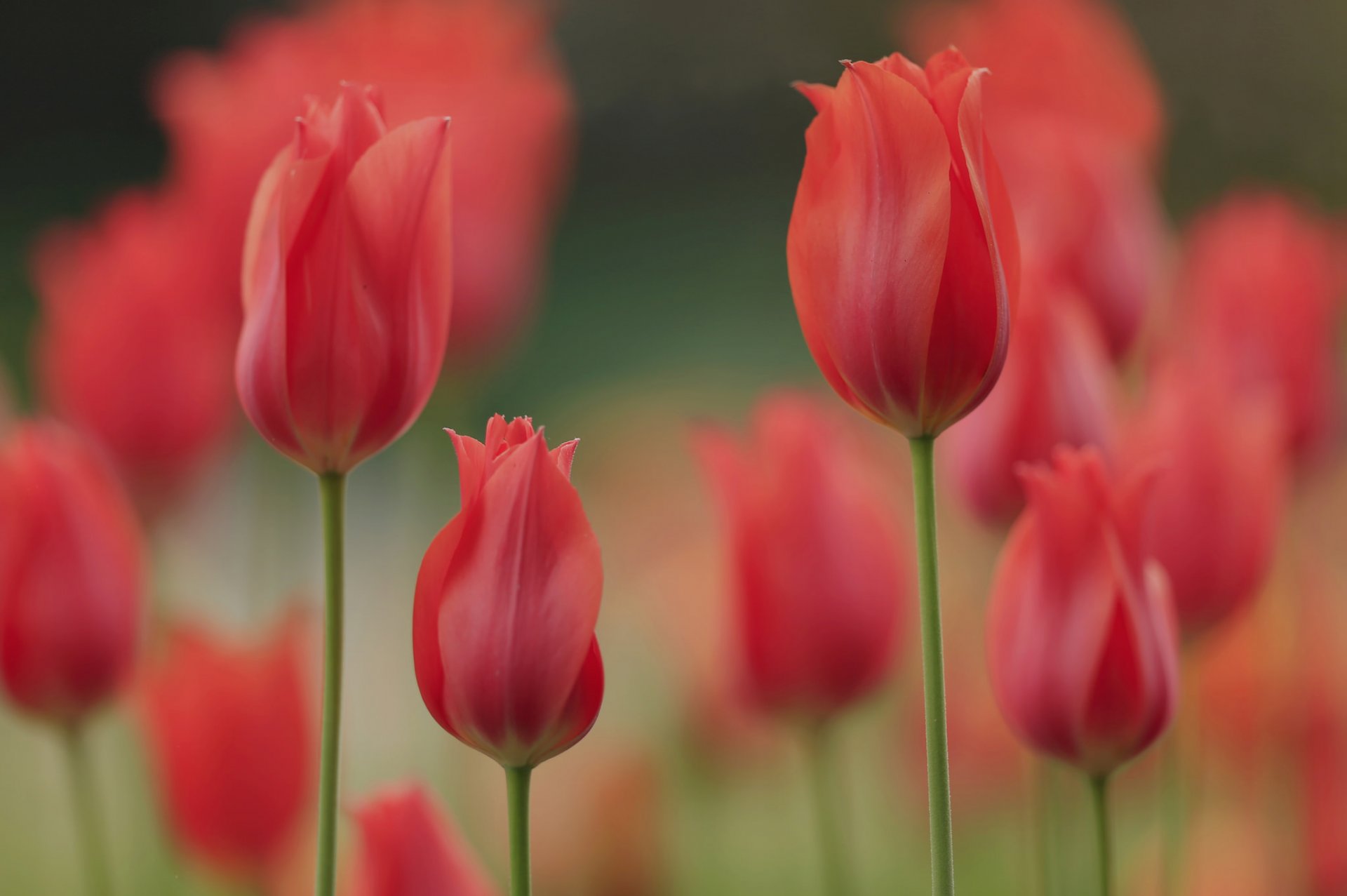 tulips petals meadow supplies spring