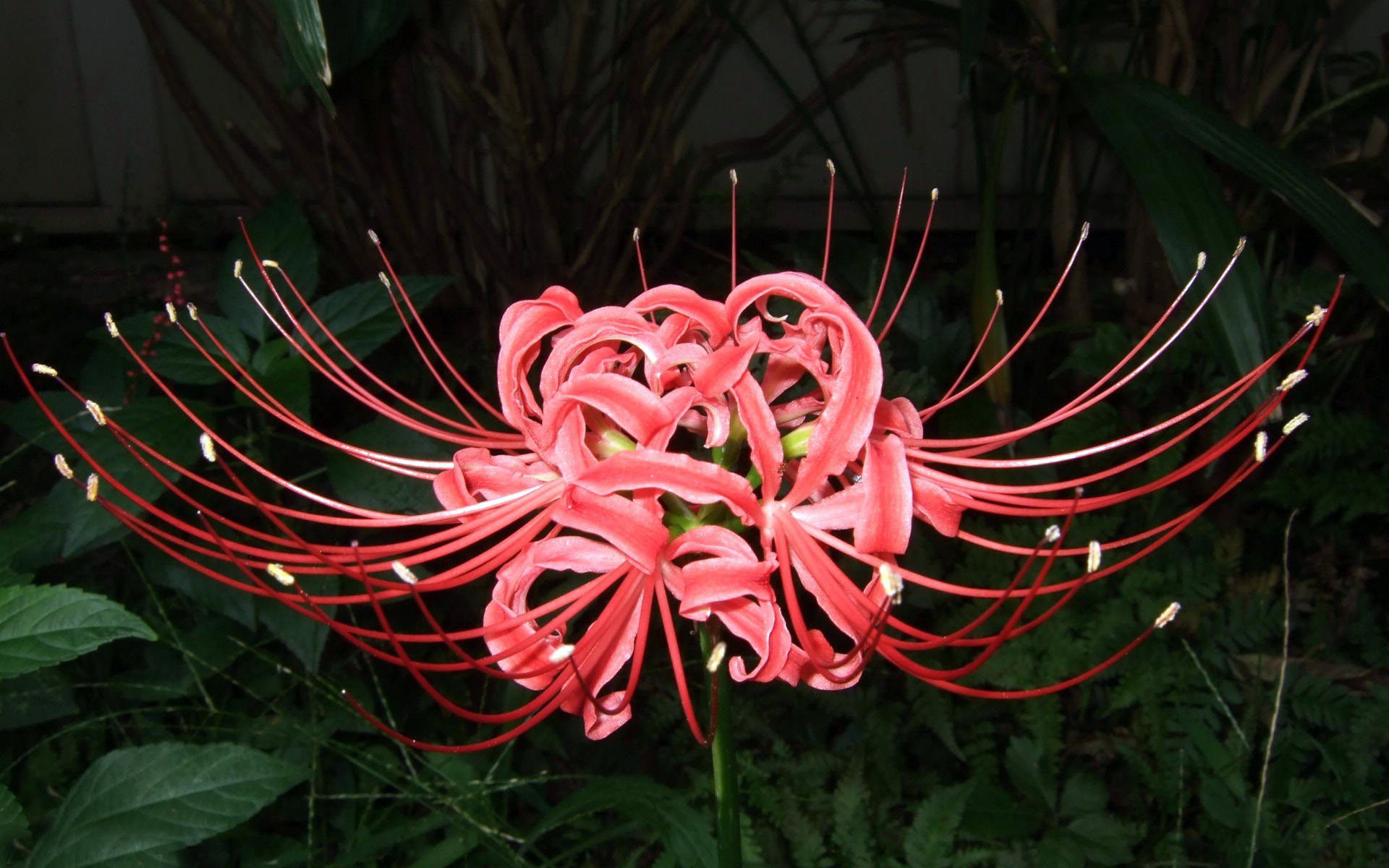 red flower pestle stamens close up
