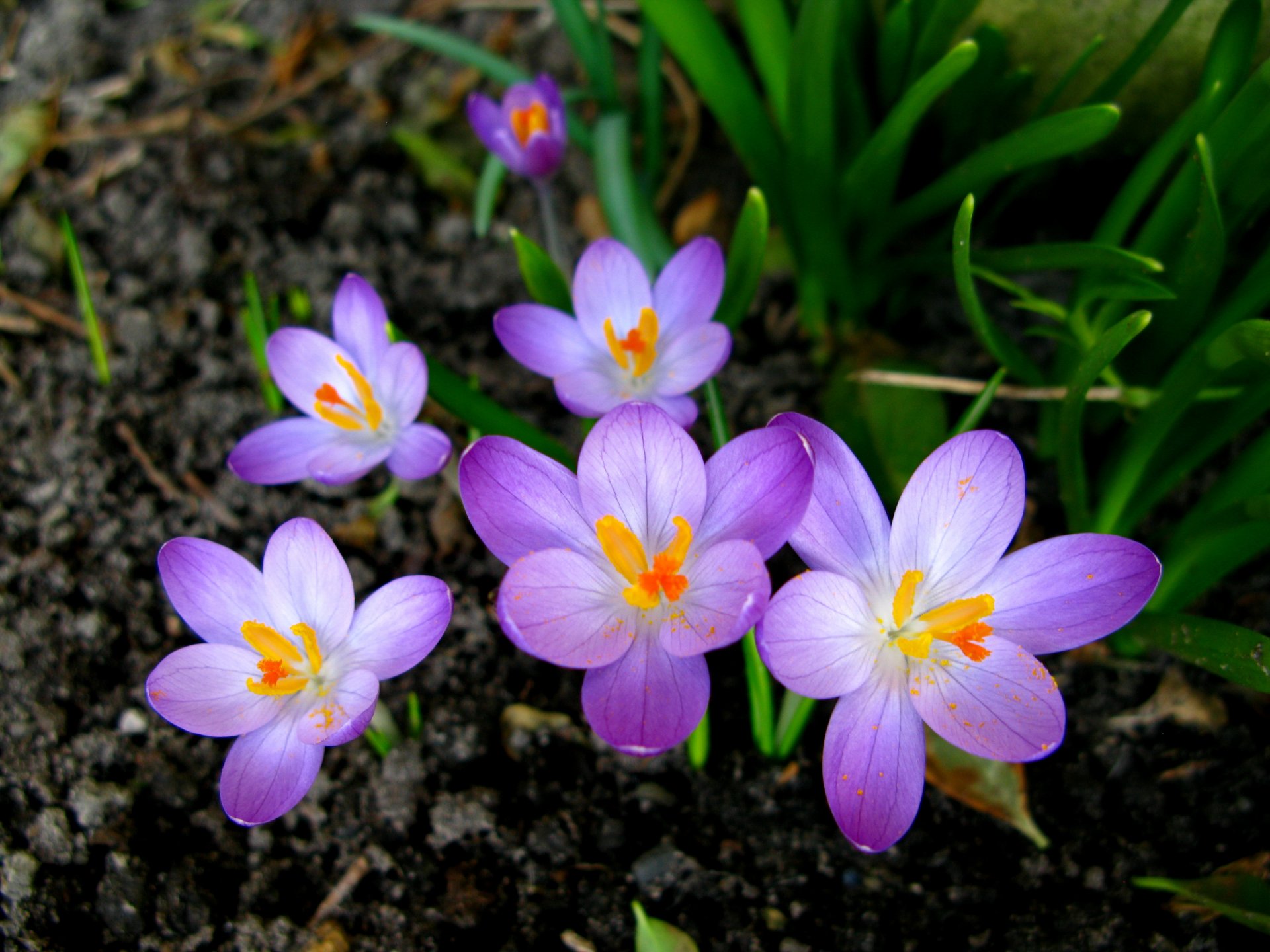 crocus flower spring