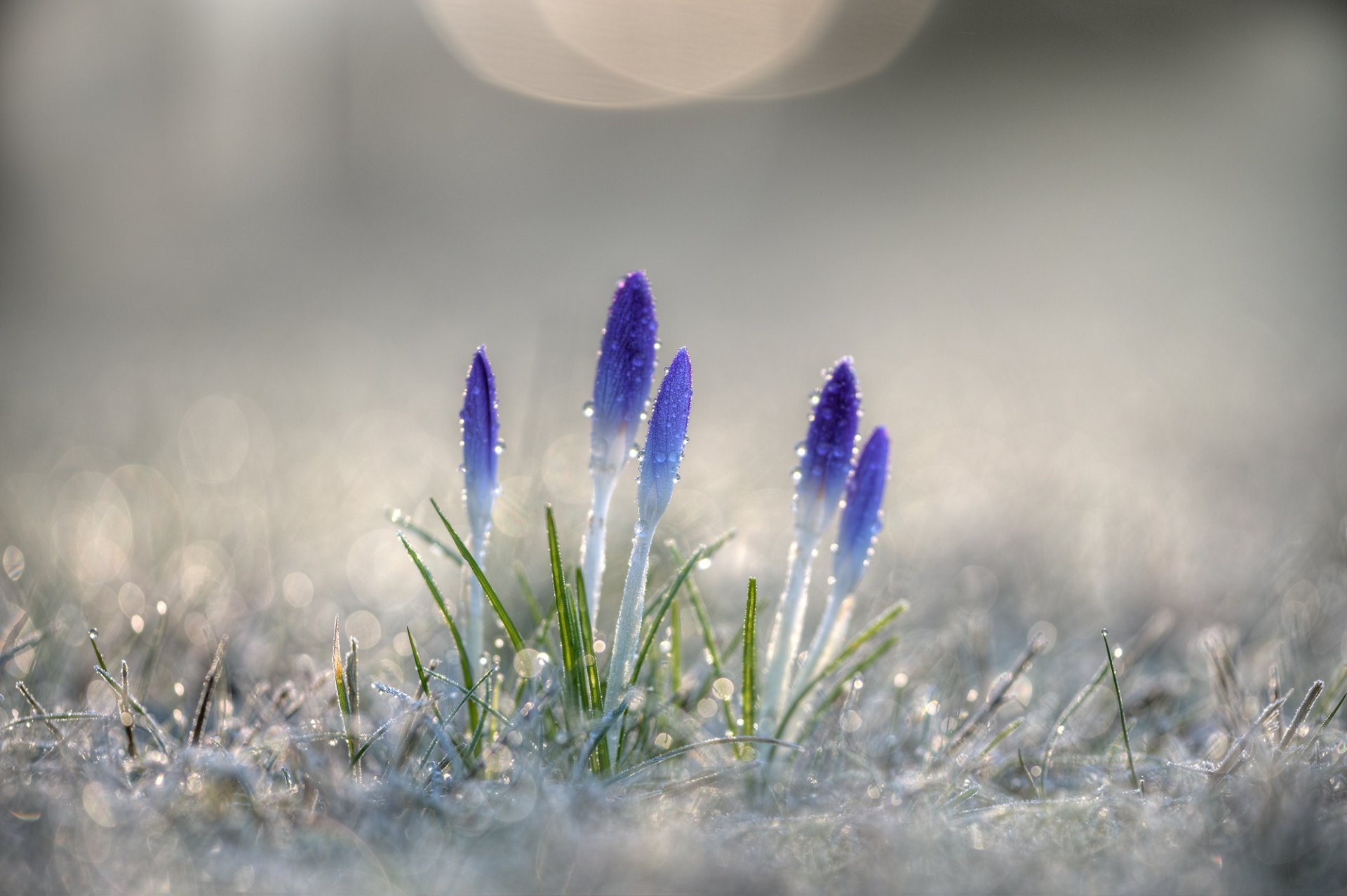 crocus rosée fleurs gros plan printemps primevères