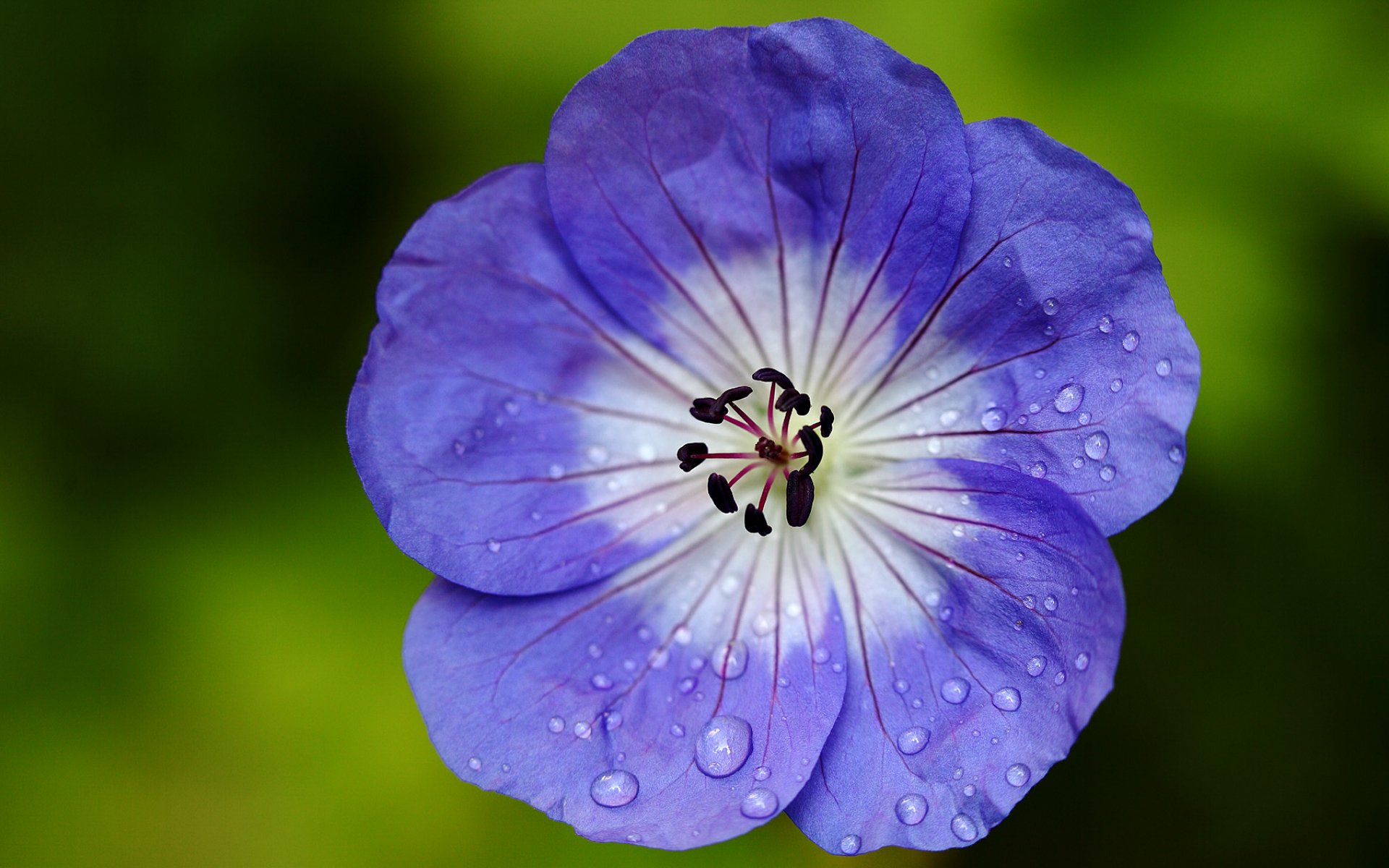 géranium grue bleu et blanc fleur pétales gouttelettes