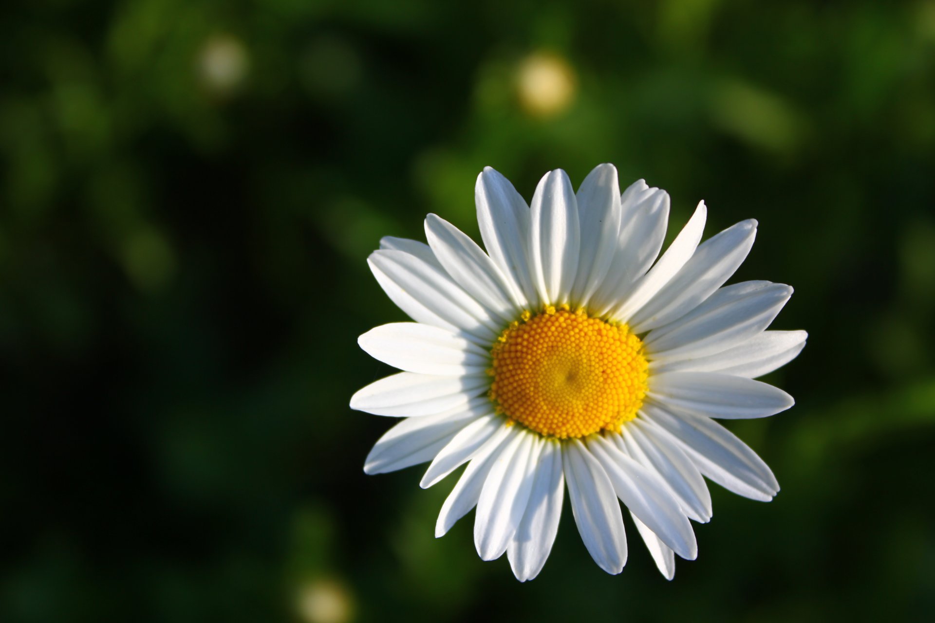 daisy white flower green background close up yellow petal