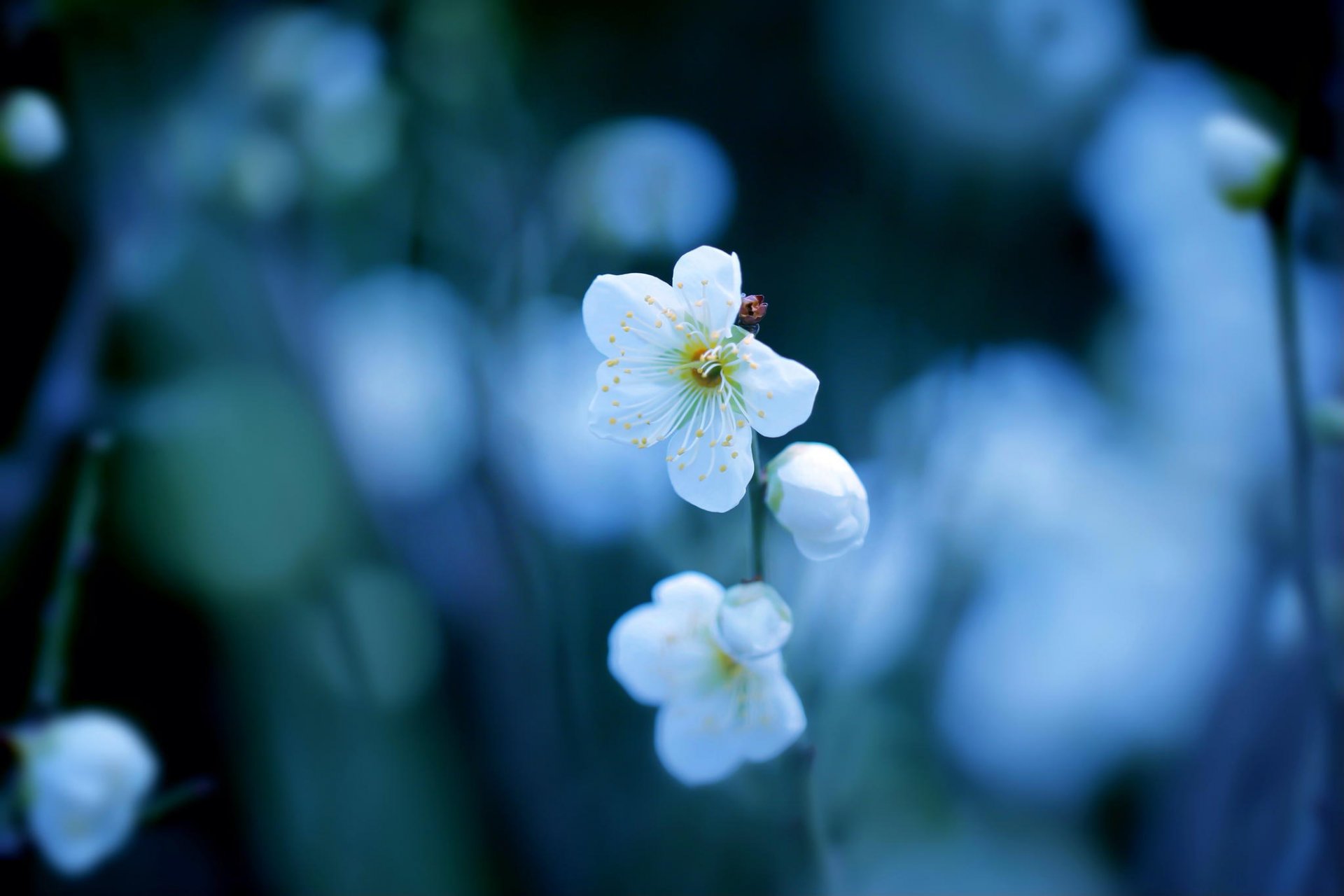 ciruela flores blanco rama floración primavera bokeh