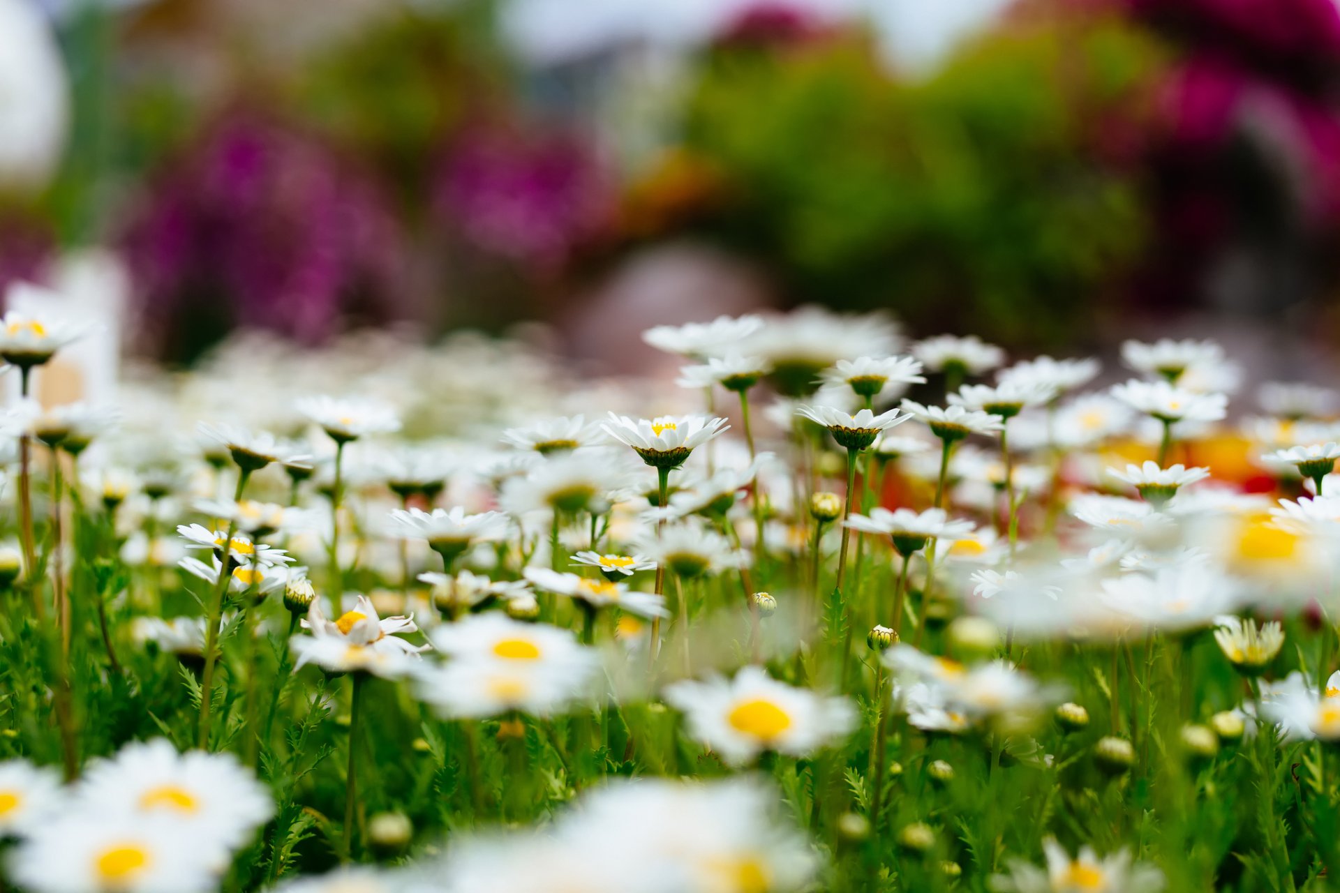margaritas claro flores naturaleza bokeh