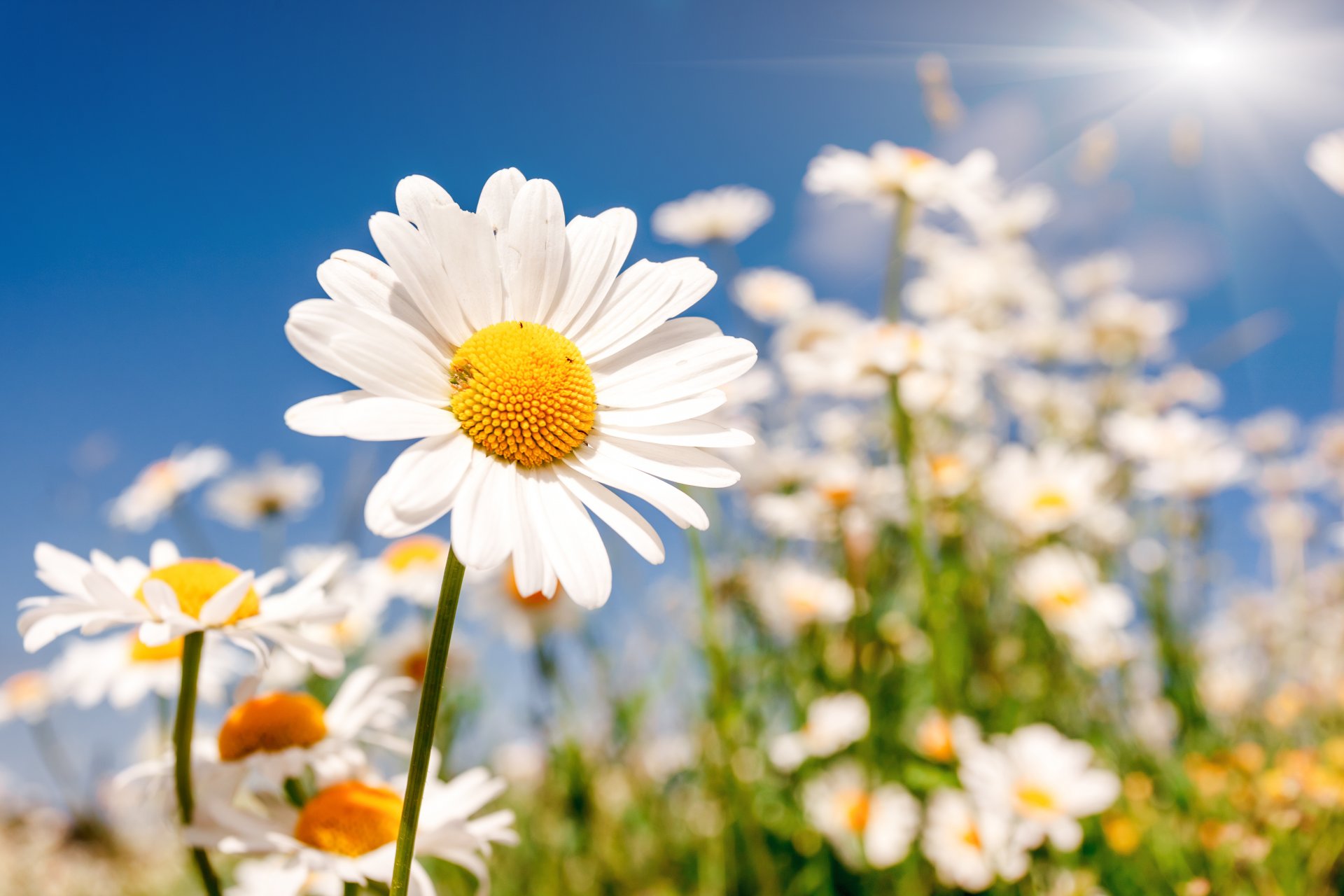 the field flower chamomile