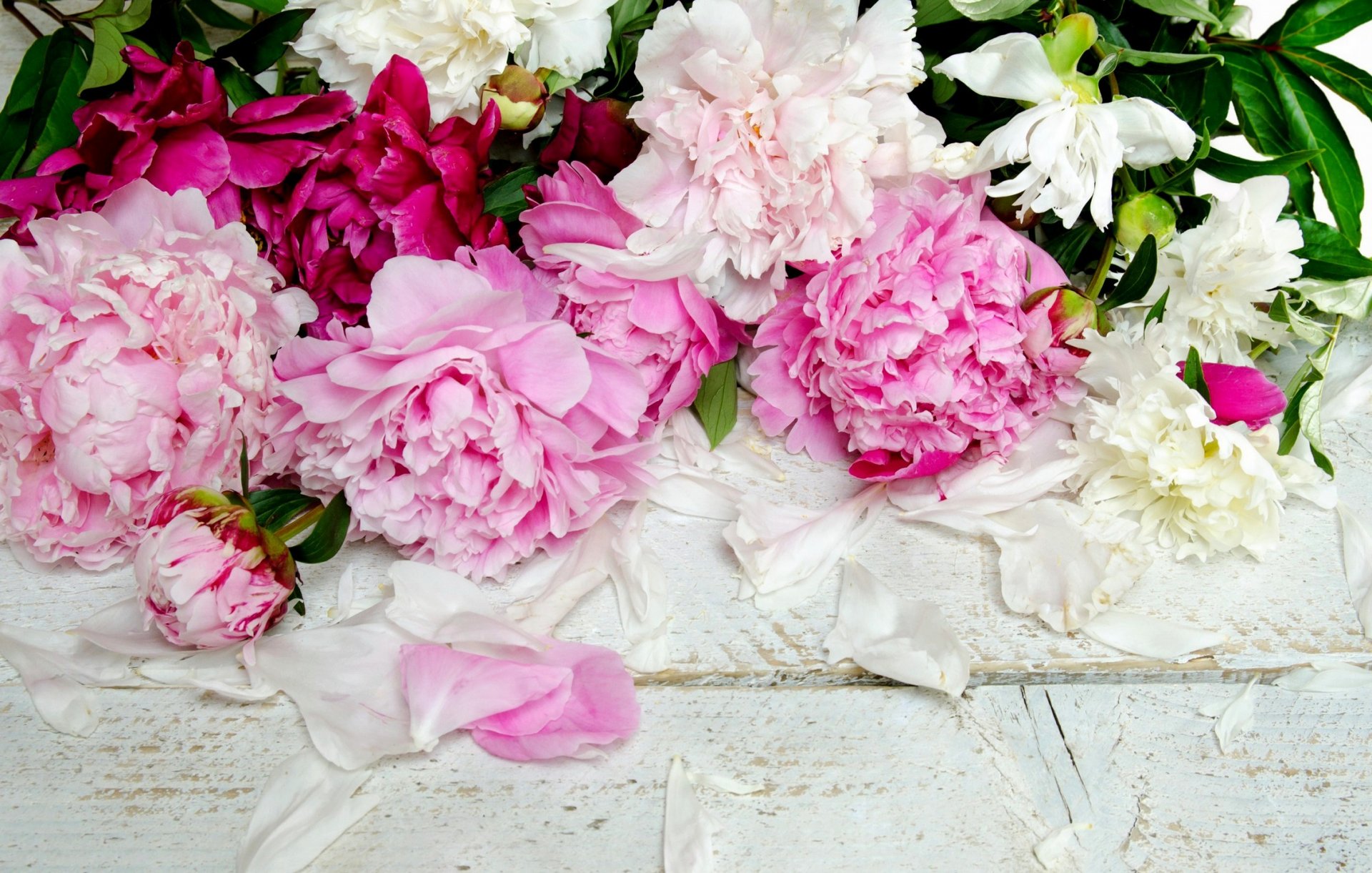 flores peonías pétalos capullos