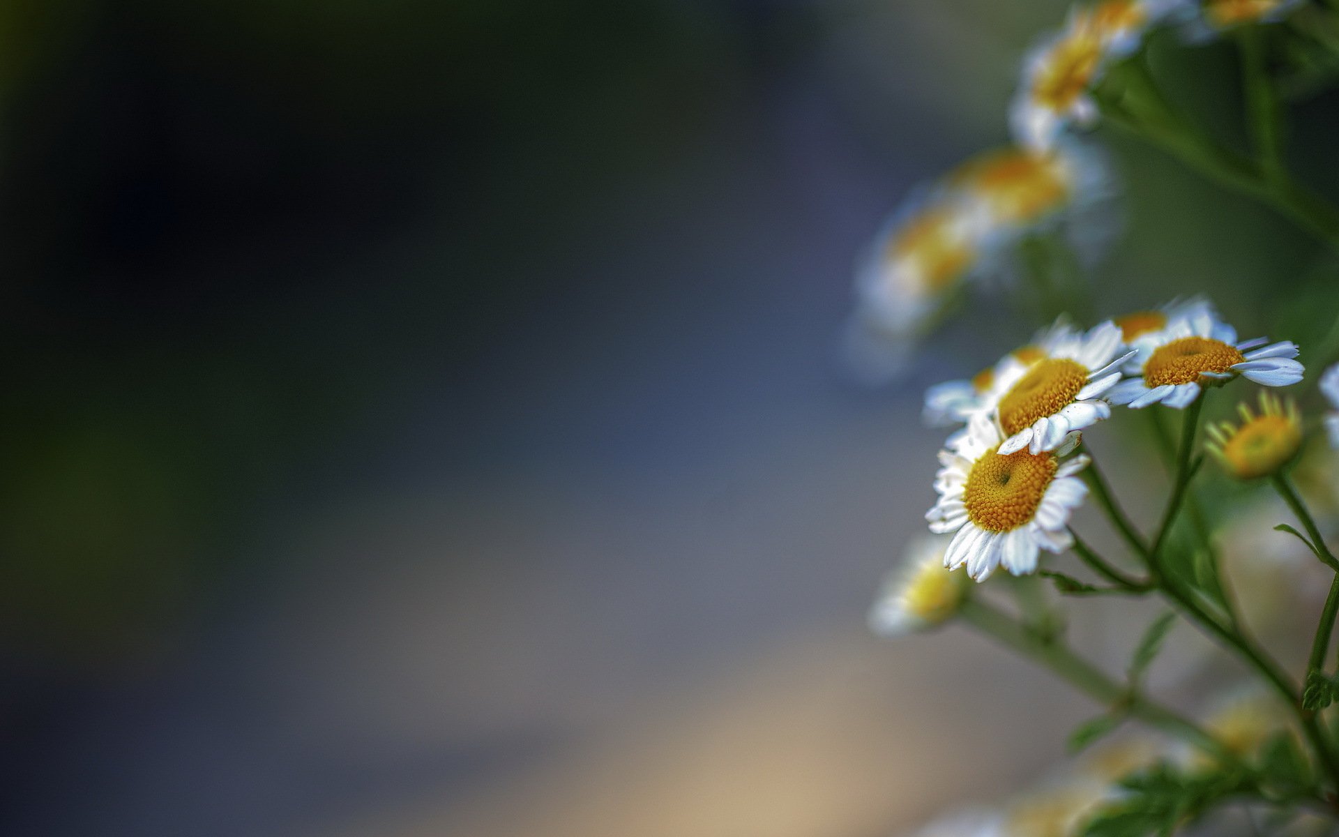 flower nature background