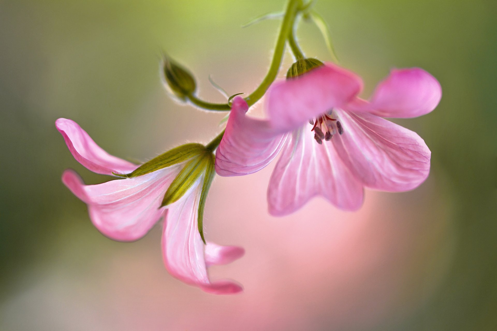 flower pink geranium background