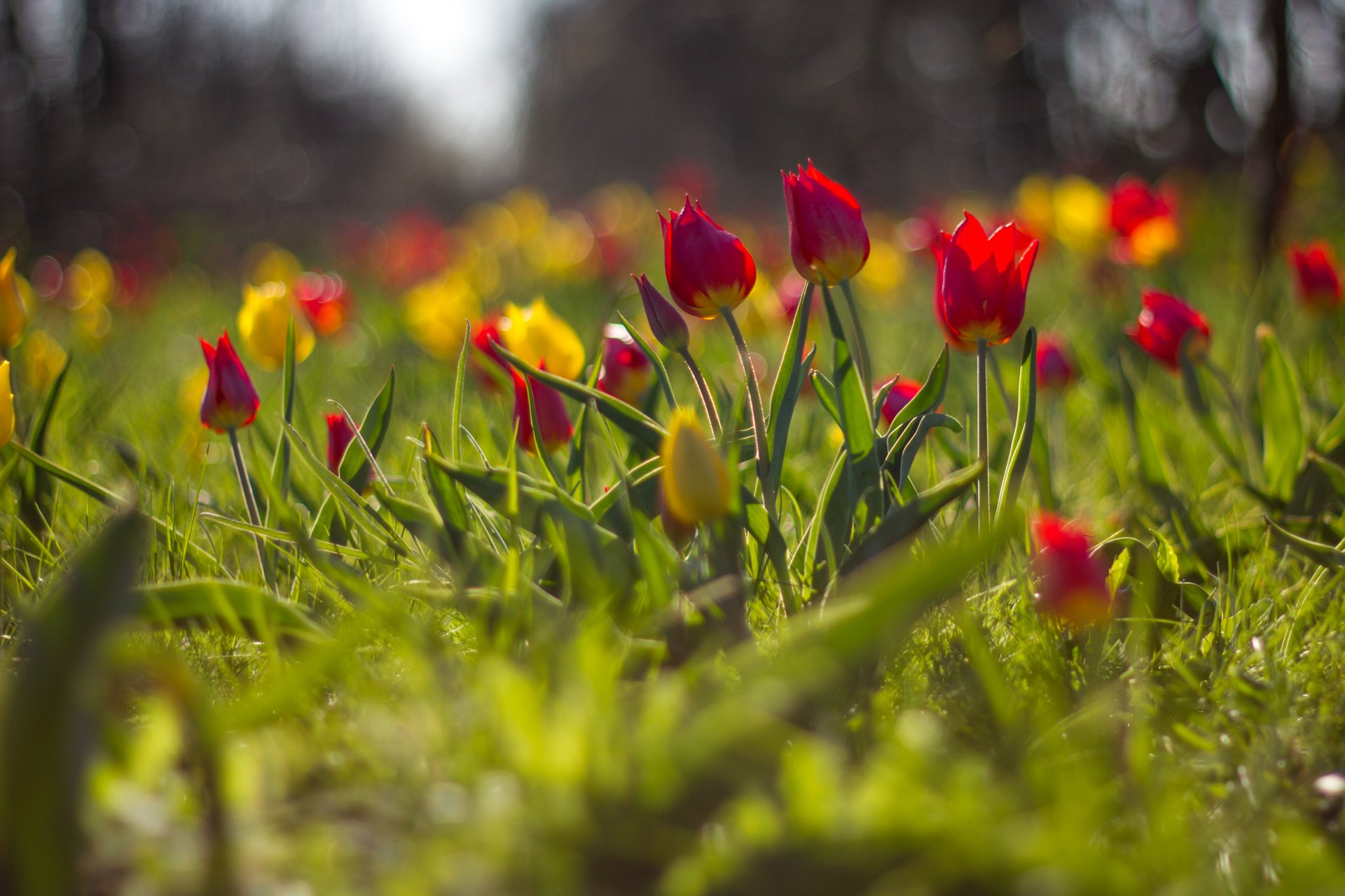 fleurs tulipes flou