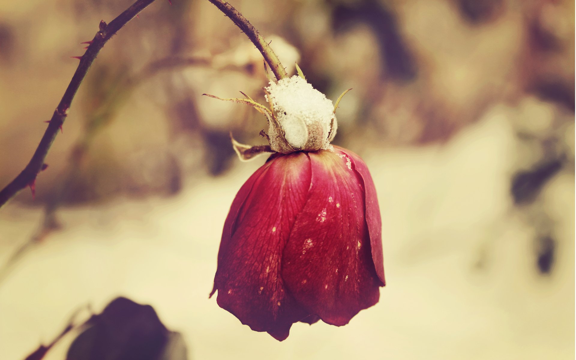 fleur rose rouge froid fané neige givre