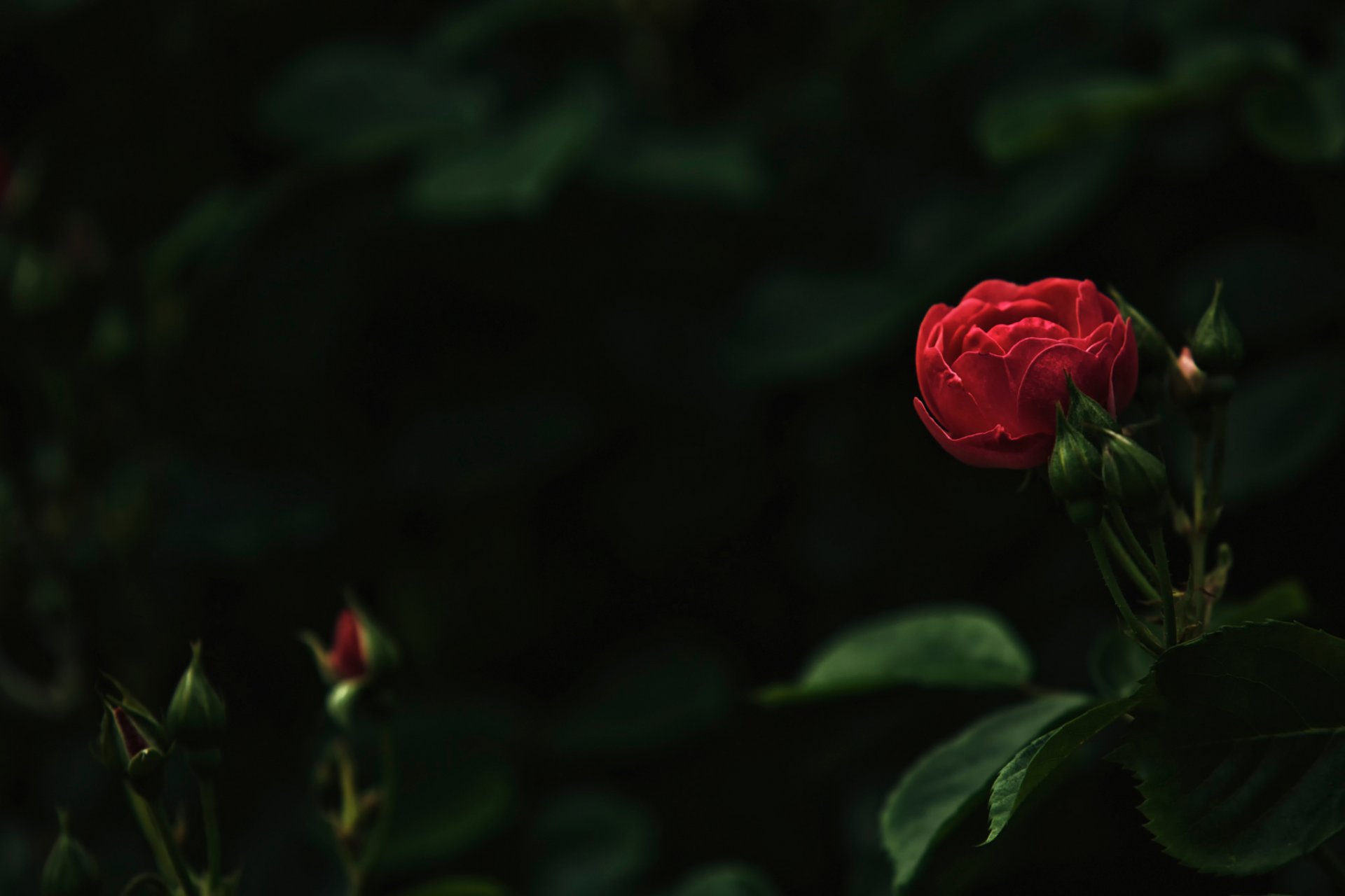 rose bokeh knospen