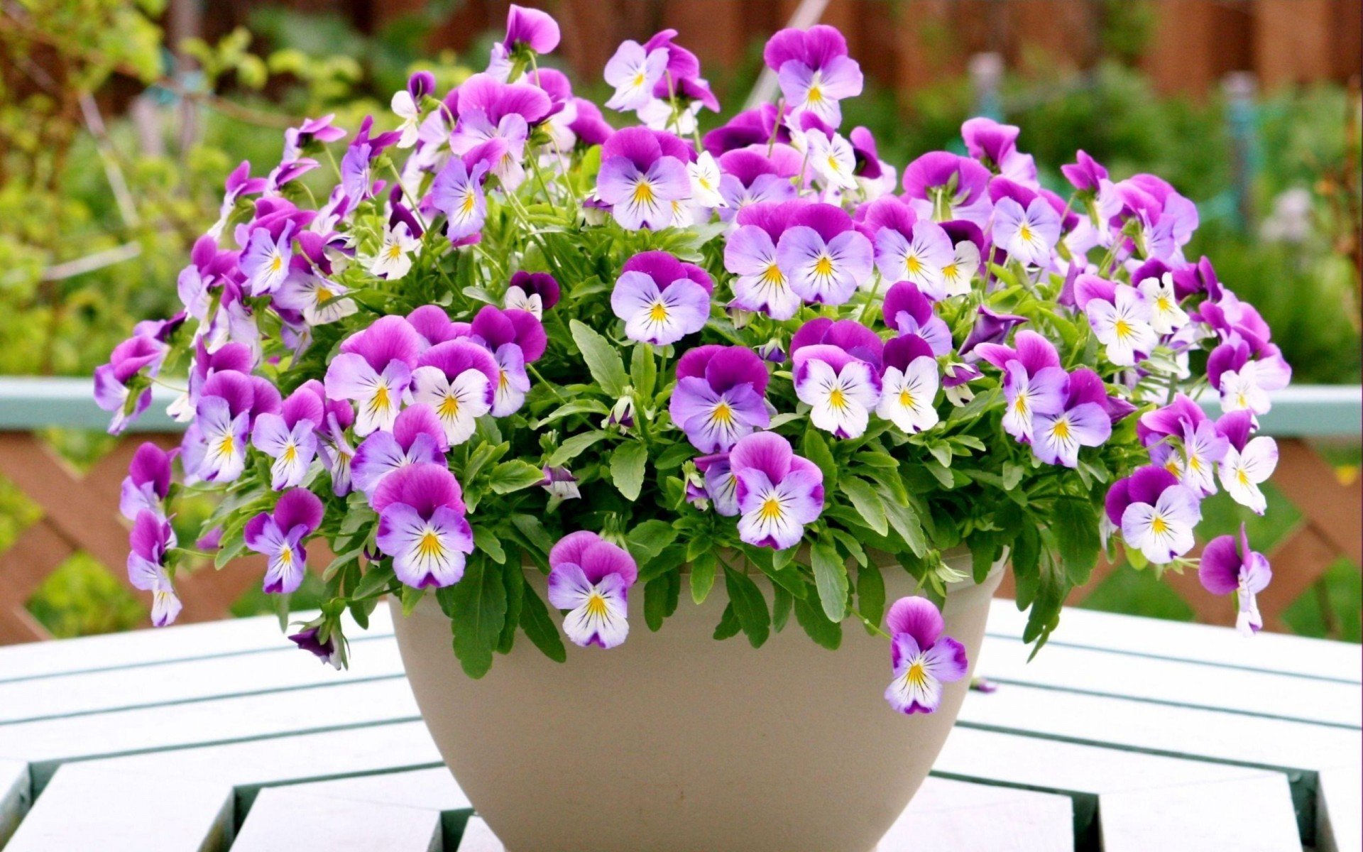 viole del pensiero bouquet vaso tavolo giardino