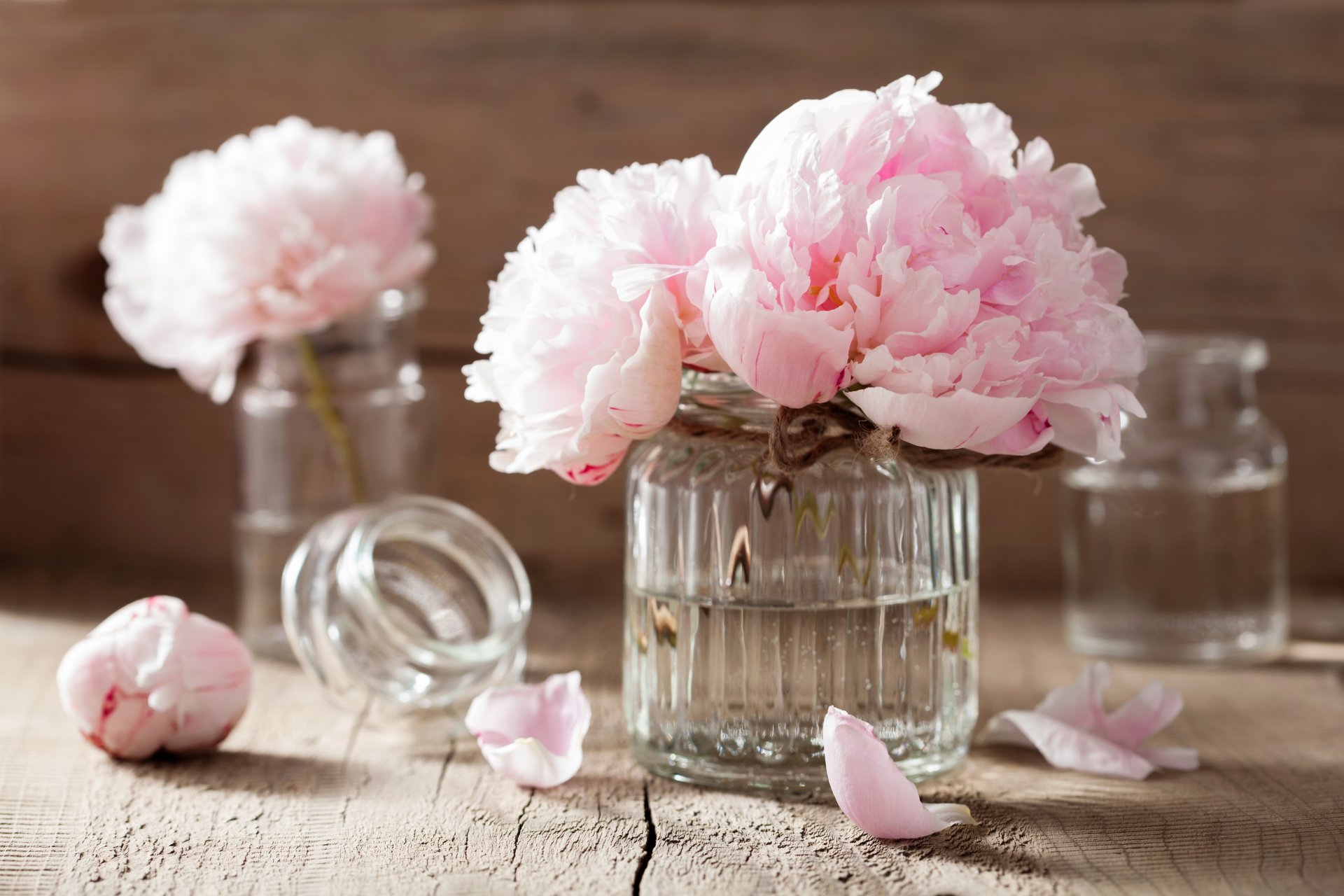 flower pink flowers petals still life roses spa
