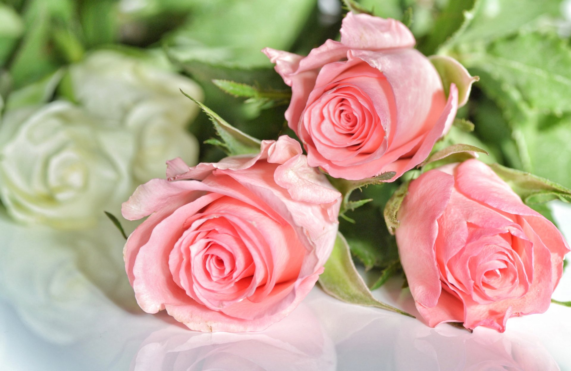 rosas tres rosa flores foto