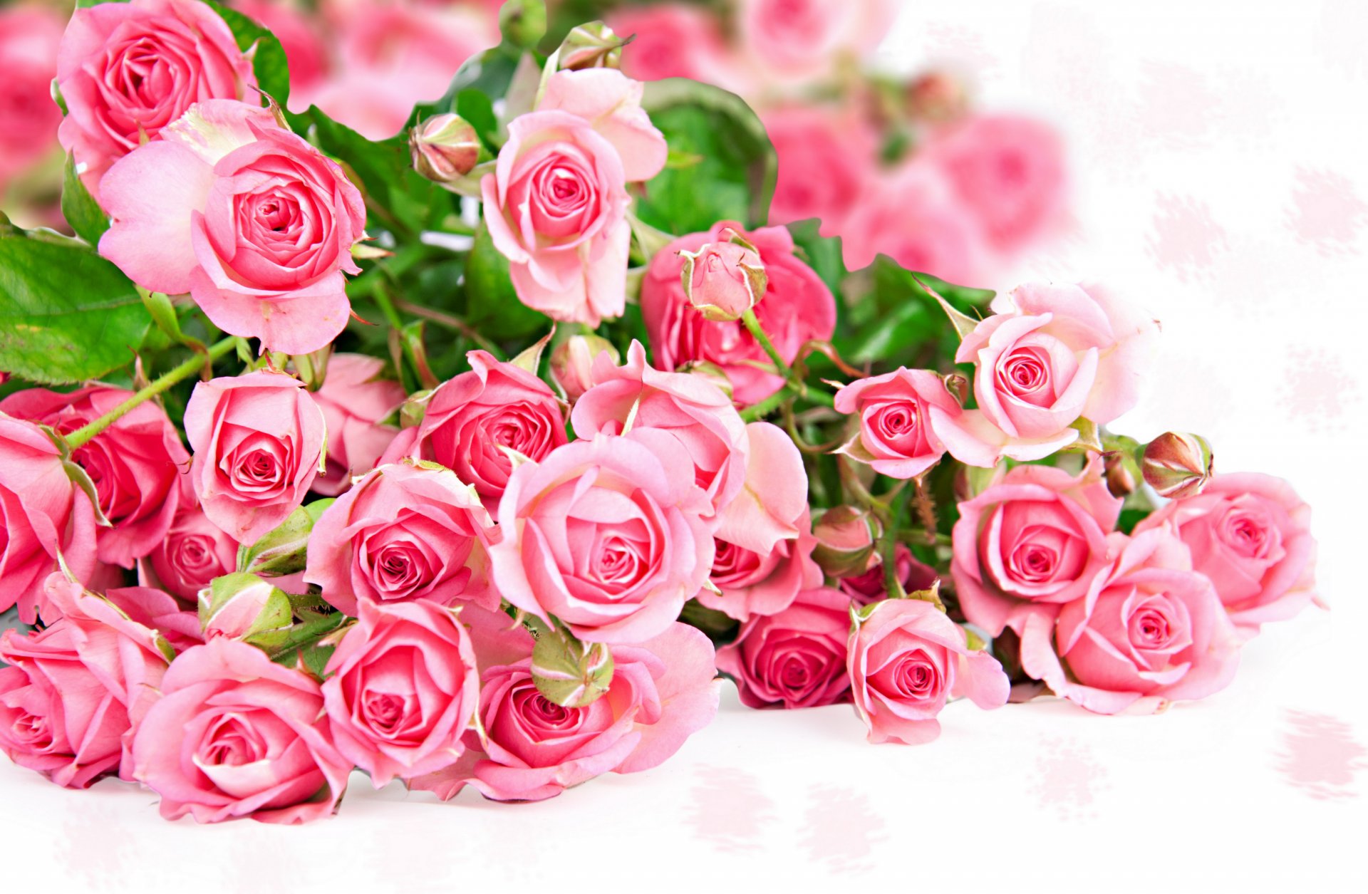 rosas mucho rosa flores foto