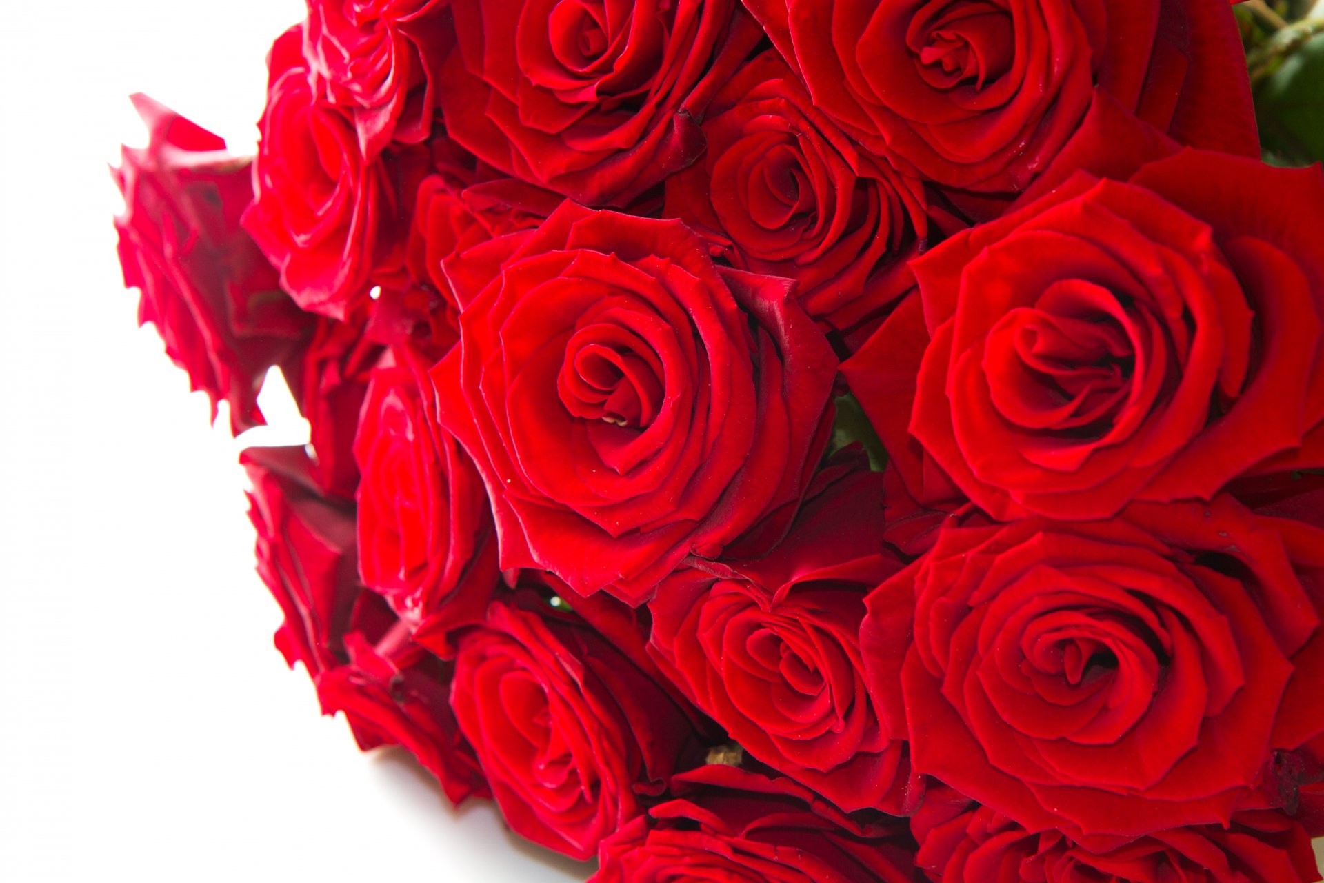 flower roses red rose
