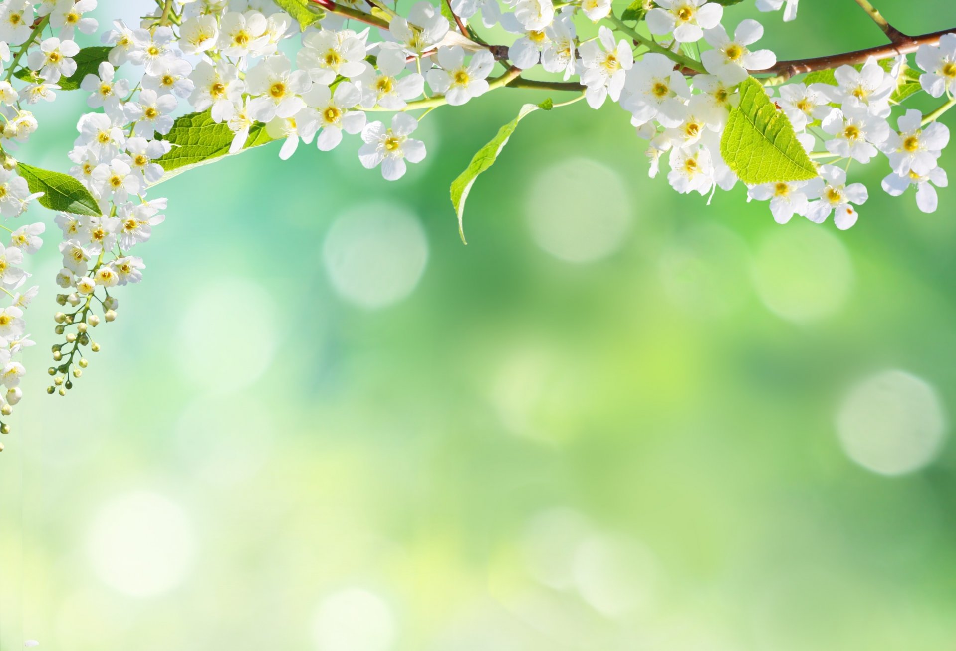 nature flower spring bokeh petals tree