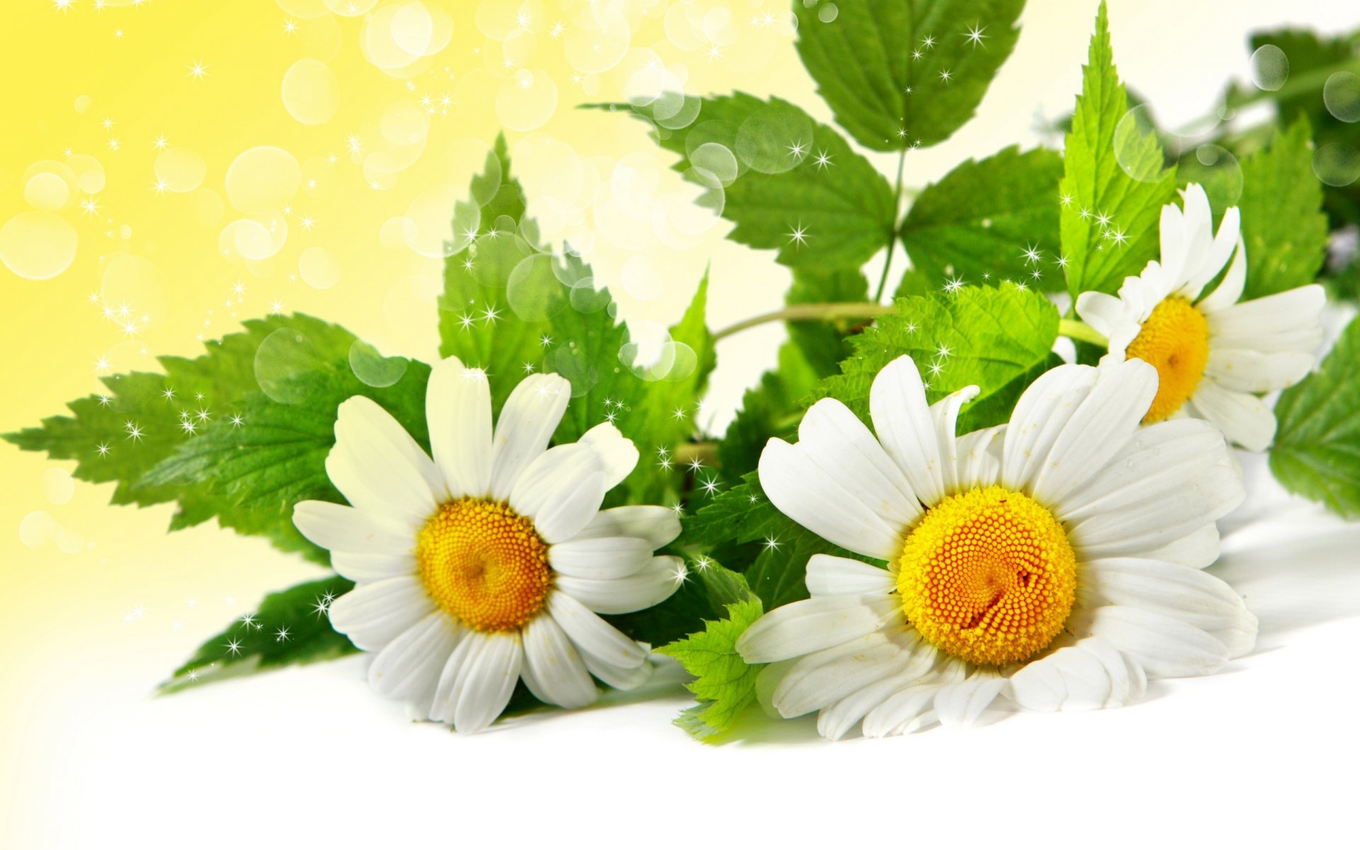 chamomile leaves green reflection