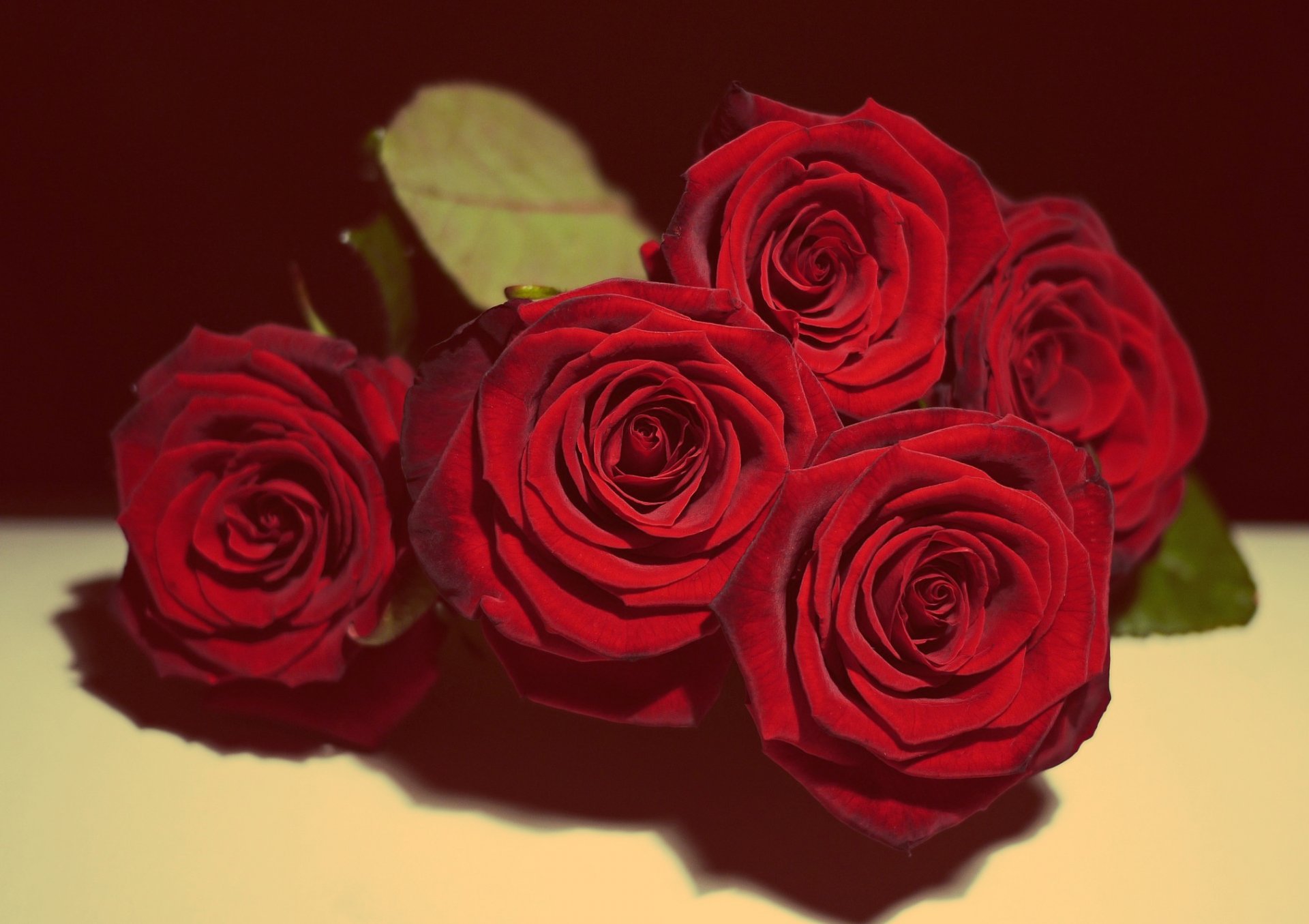 roses red rose love in love romantic romance novels gift cute still life vintage flowers bouquet